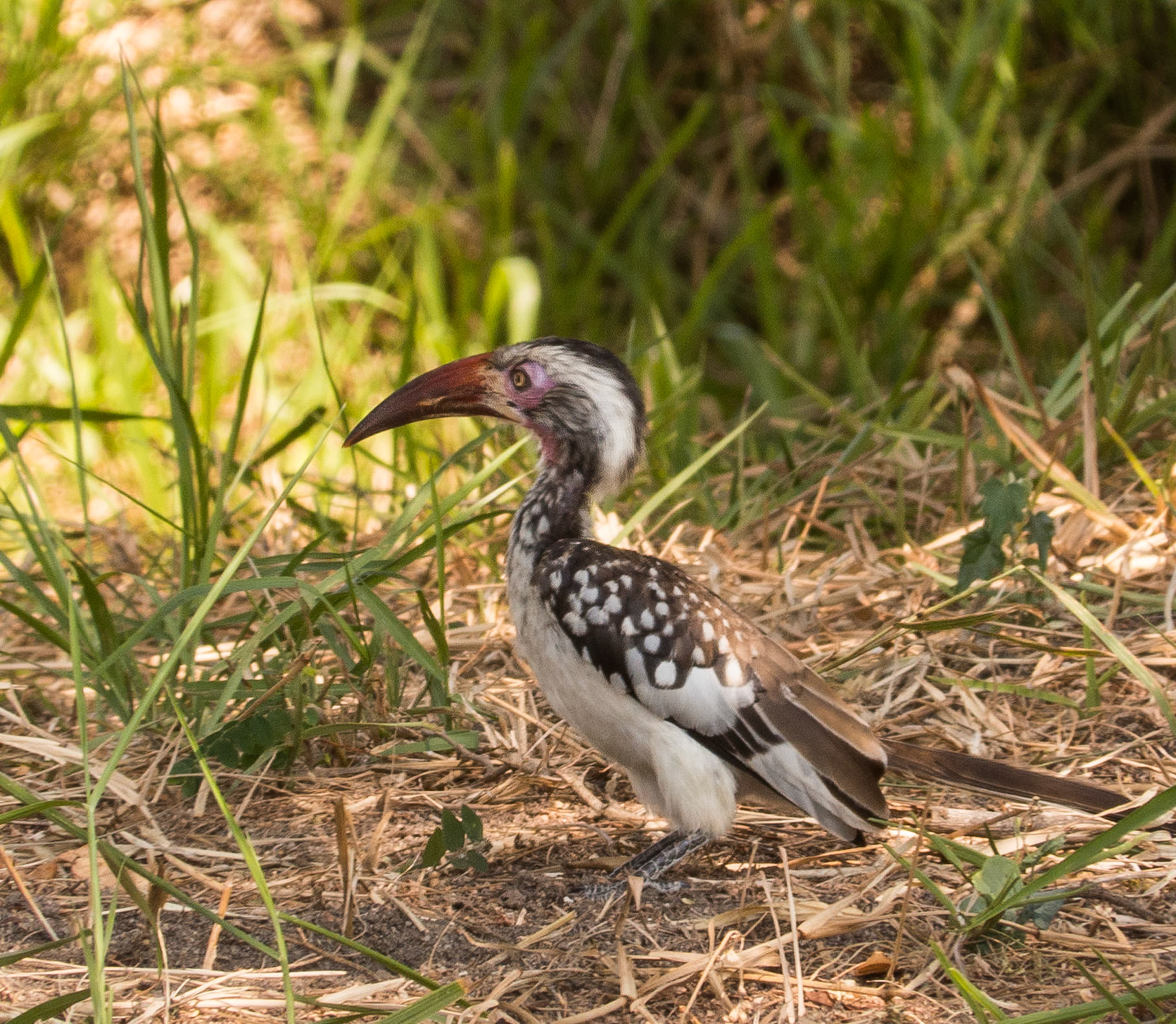 Red Billed Hornbill