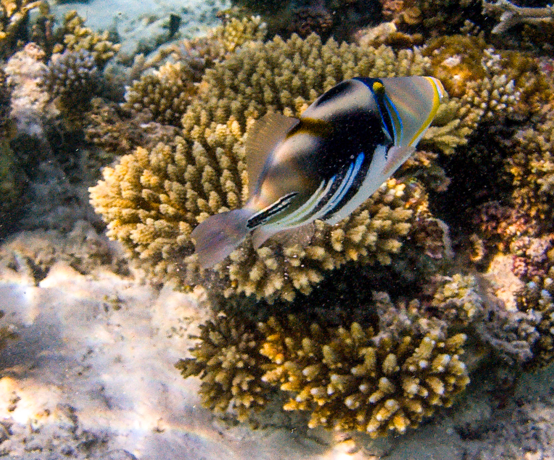 Picasso Trigger Fish