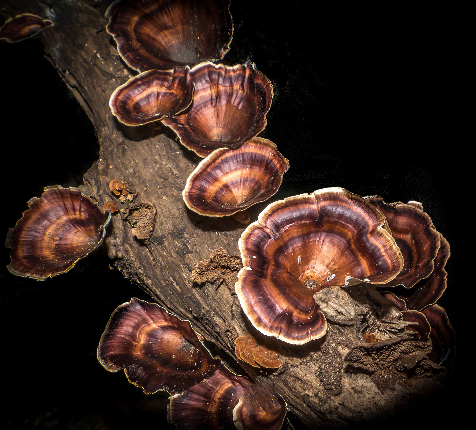 growing on a tree trunk in the Periyar Tiger Reserve