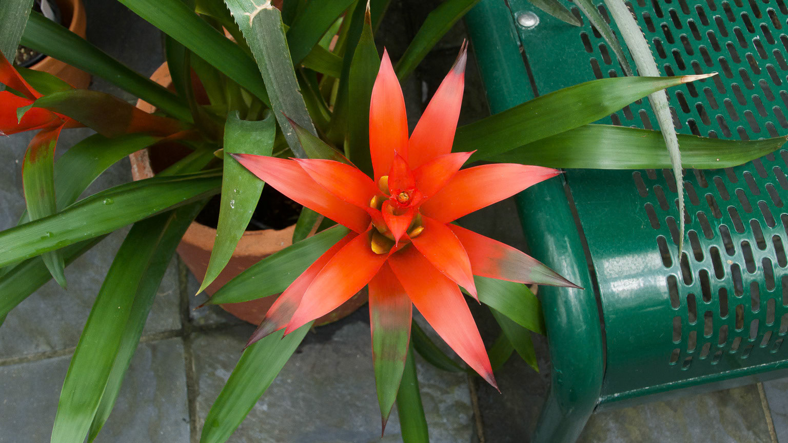Guzmania