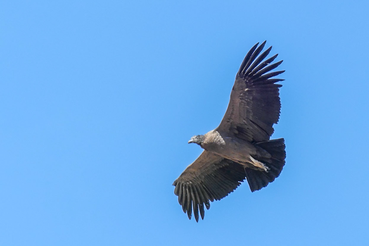 Colcha Valley - home to the Andean Condor.
