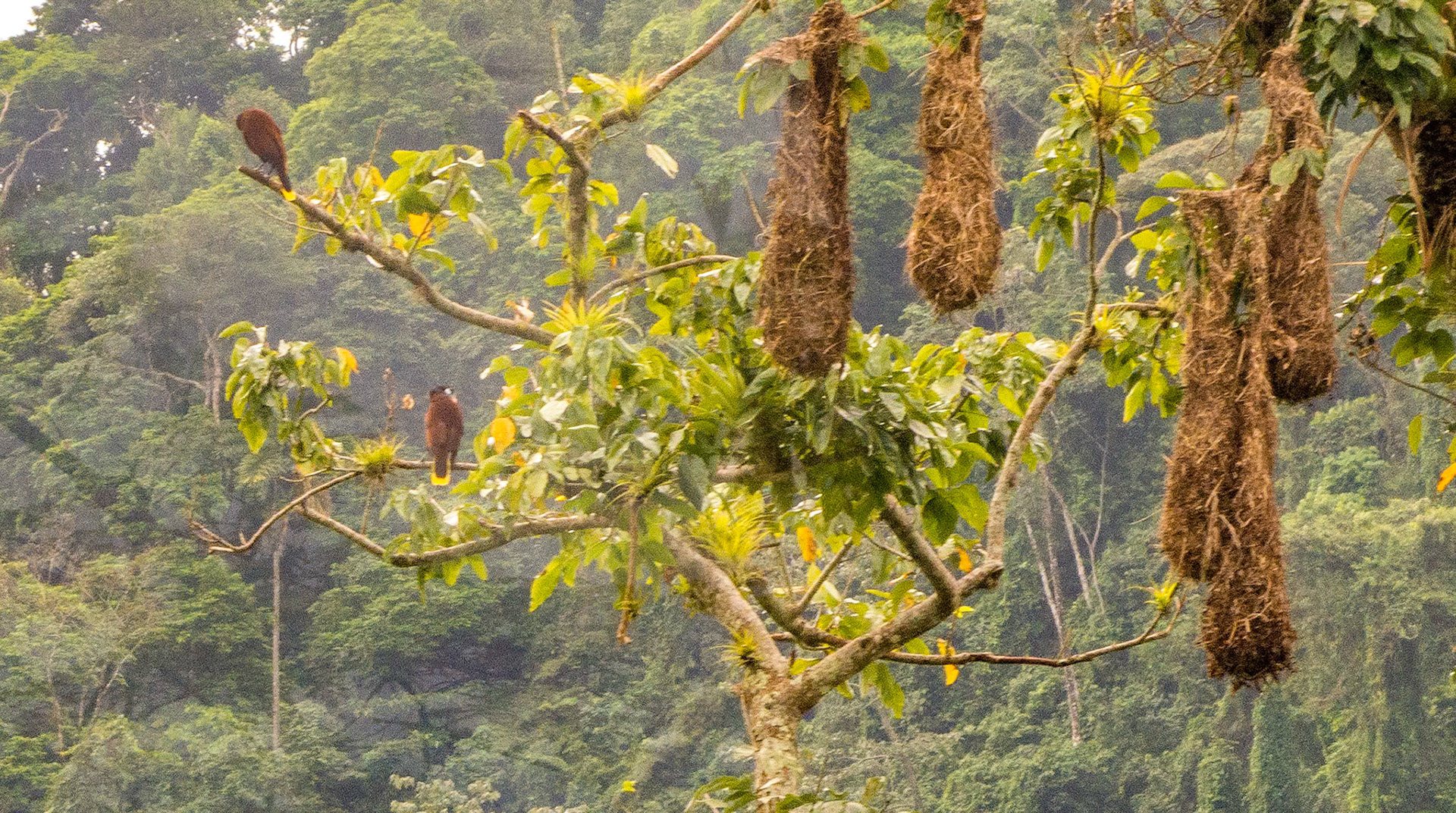 Montezuma Oropendula Nests
