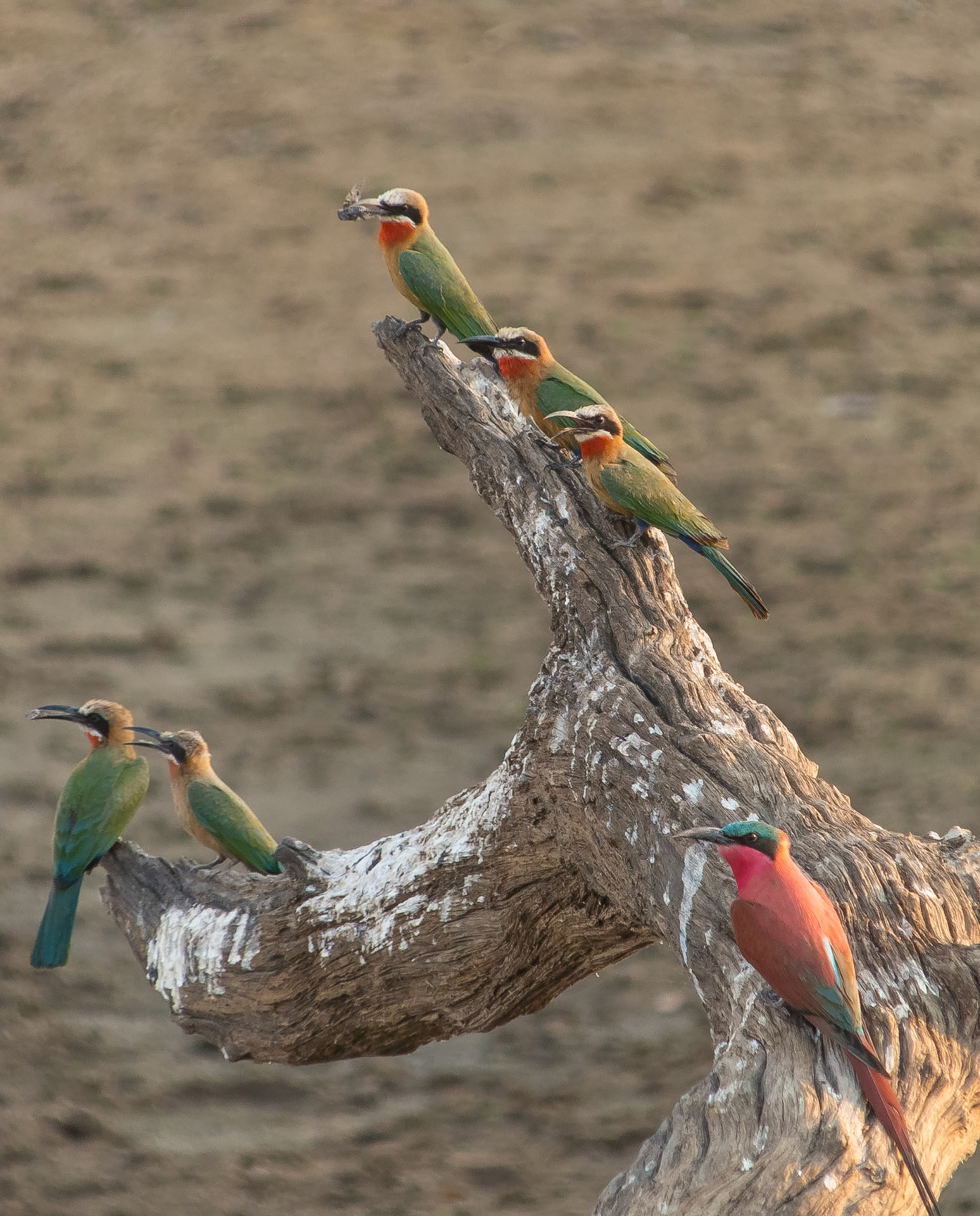 Carmine and White-Throated Bee-Eaters