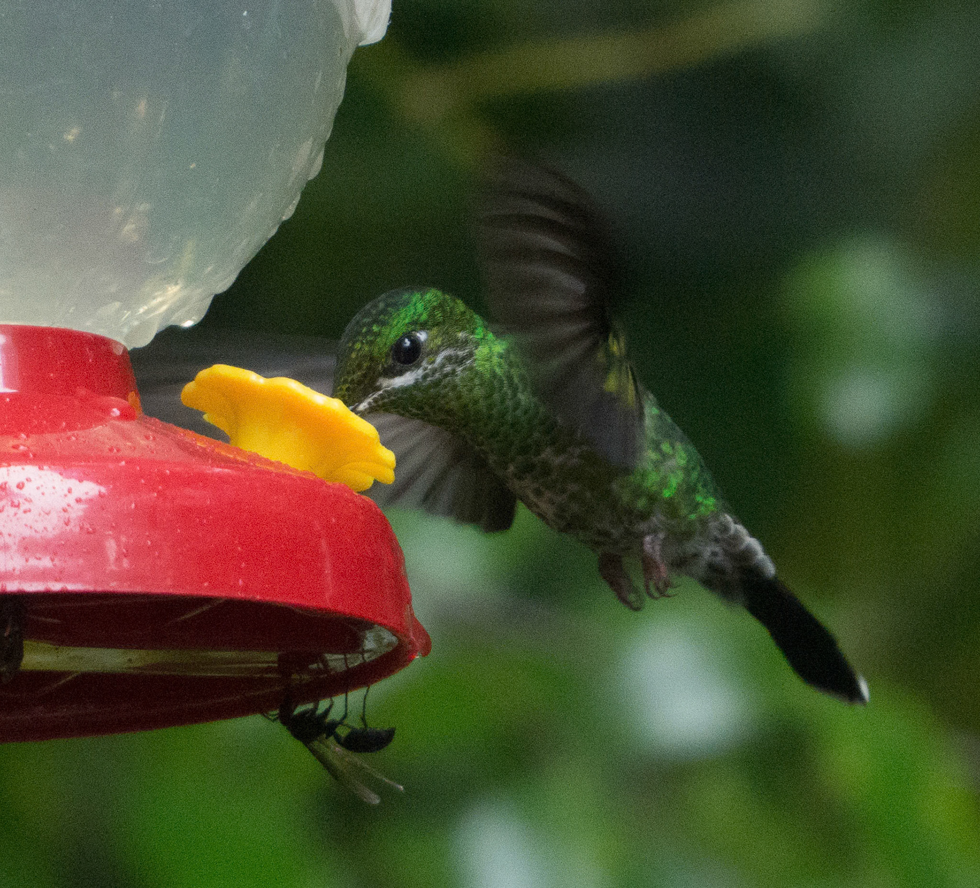 Green Emerald Humming Bird