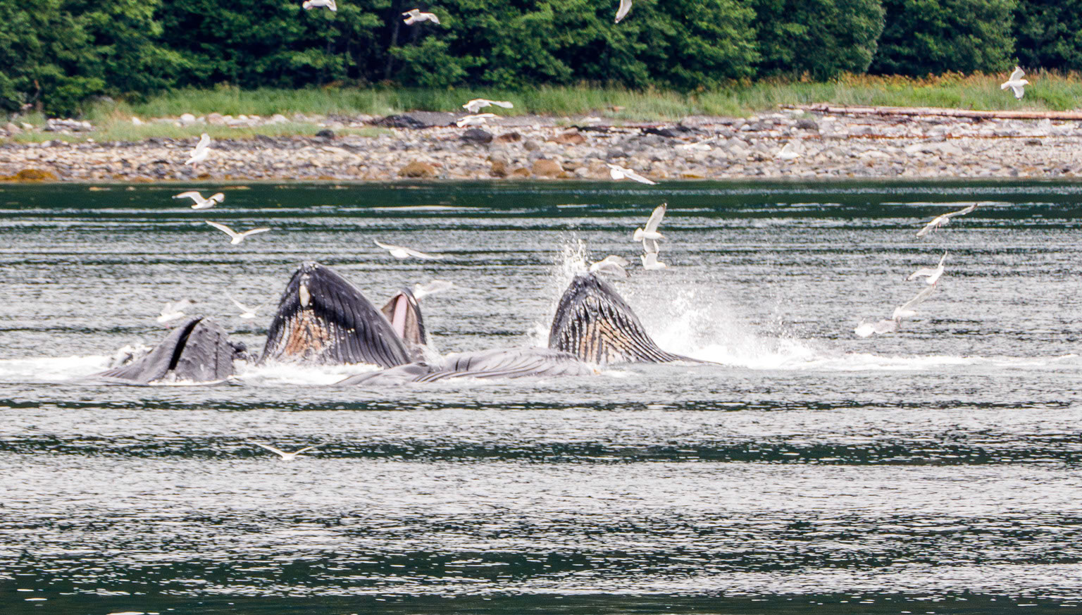 Whales Bubble Feeding