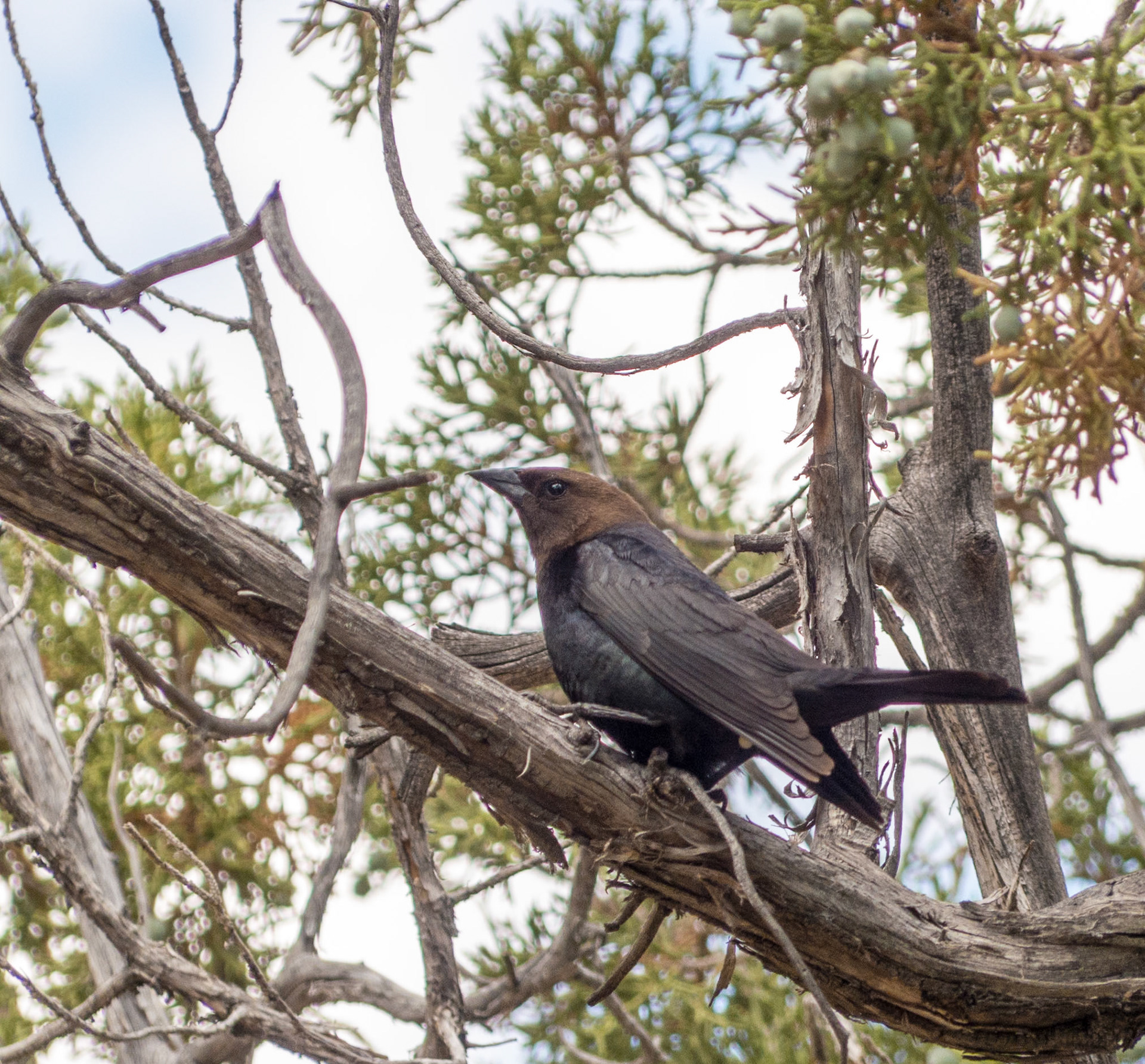 Brown Headed Cow Bird