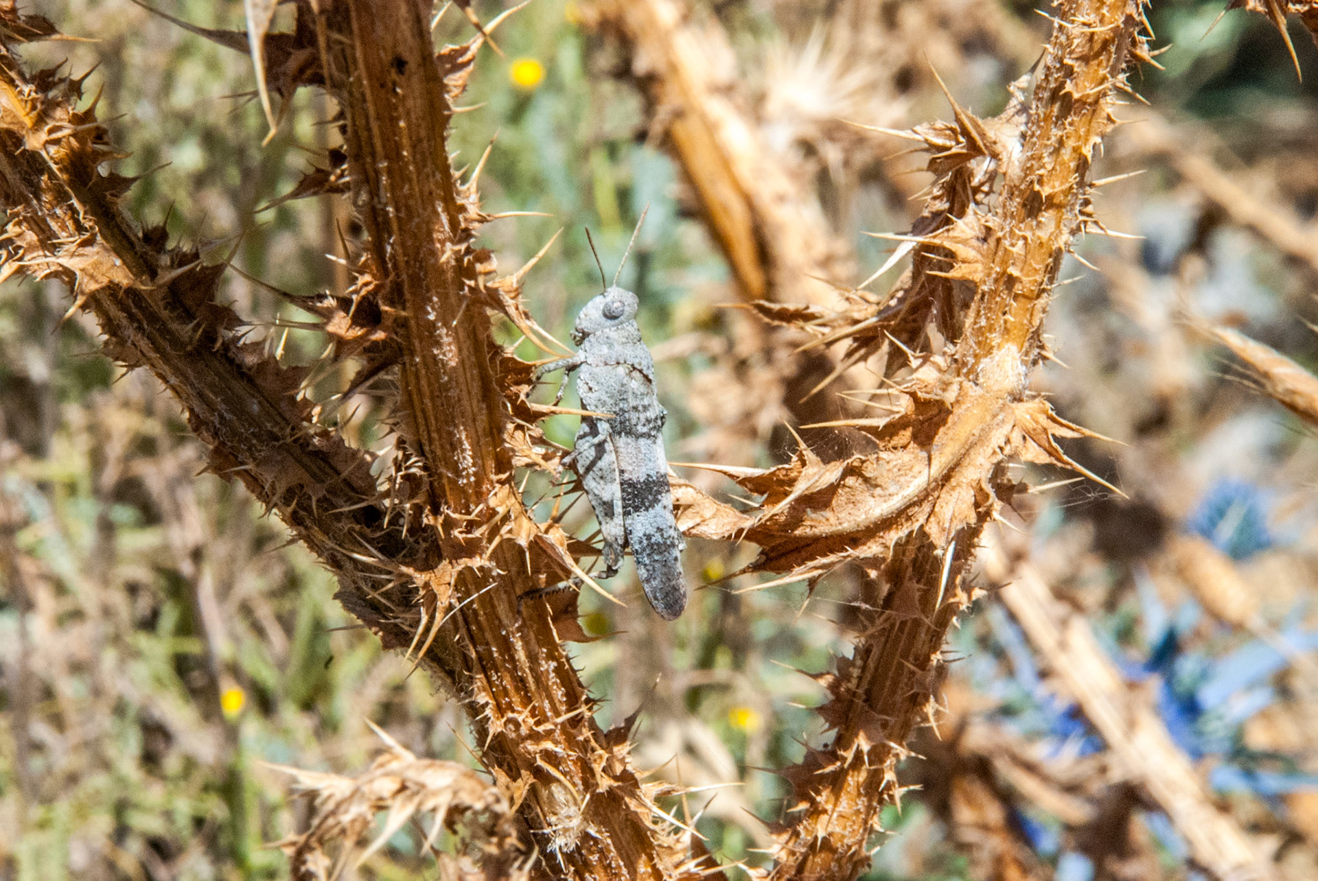 Blue Winged Grasshopper