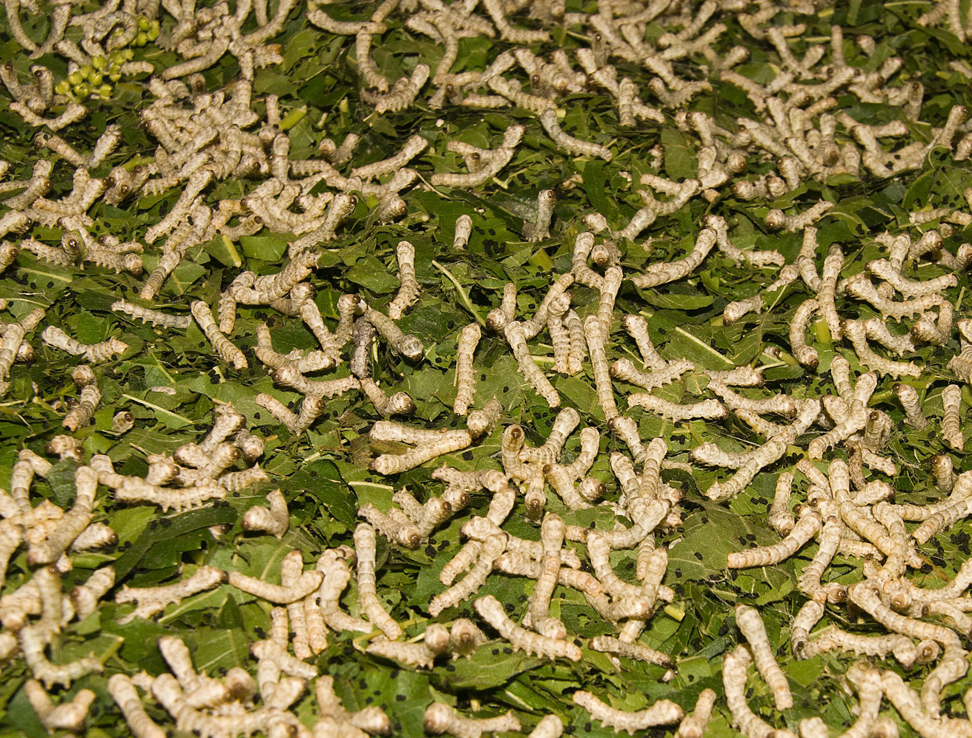 Silk worms doing what they do best - eating mulberry leaves in preparation for producing their silk cocoons.