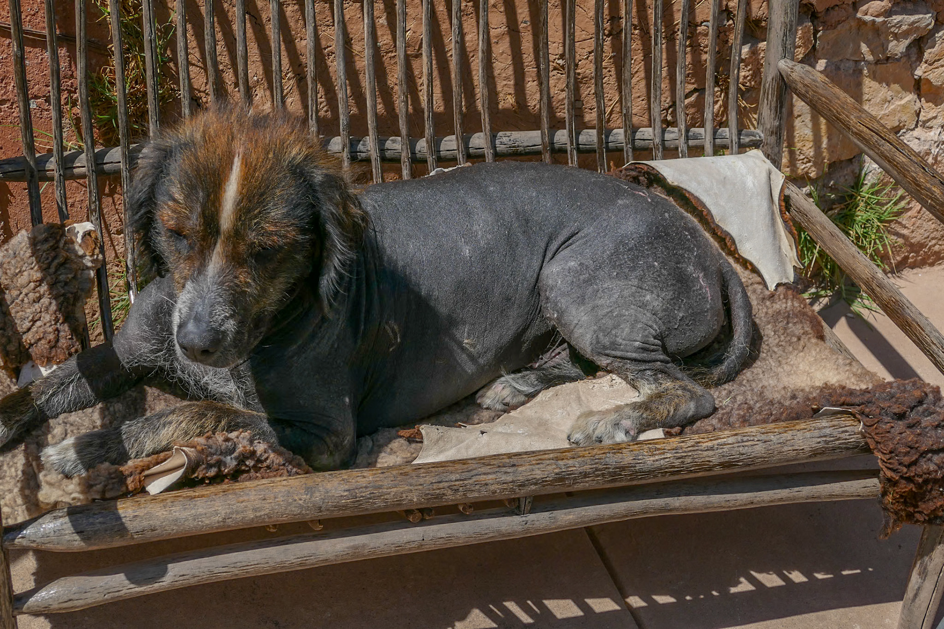 Kahla - a breed of Andean hairless  dog