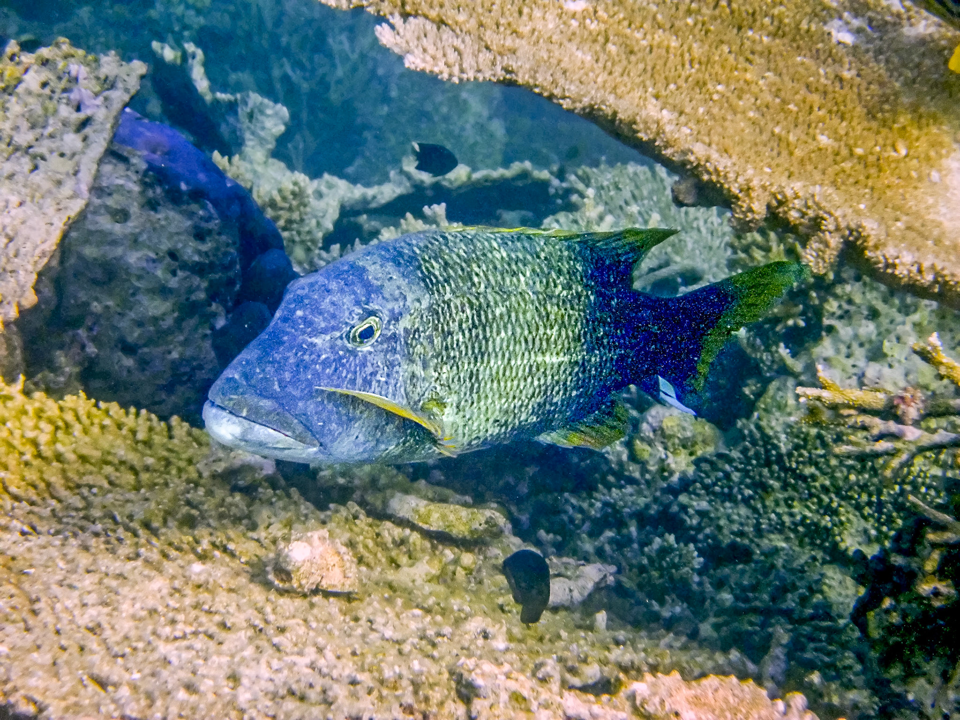 Orange Finned Emperor