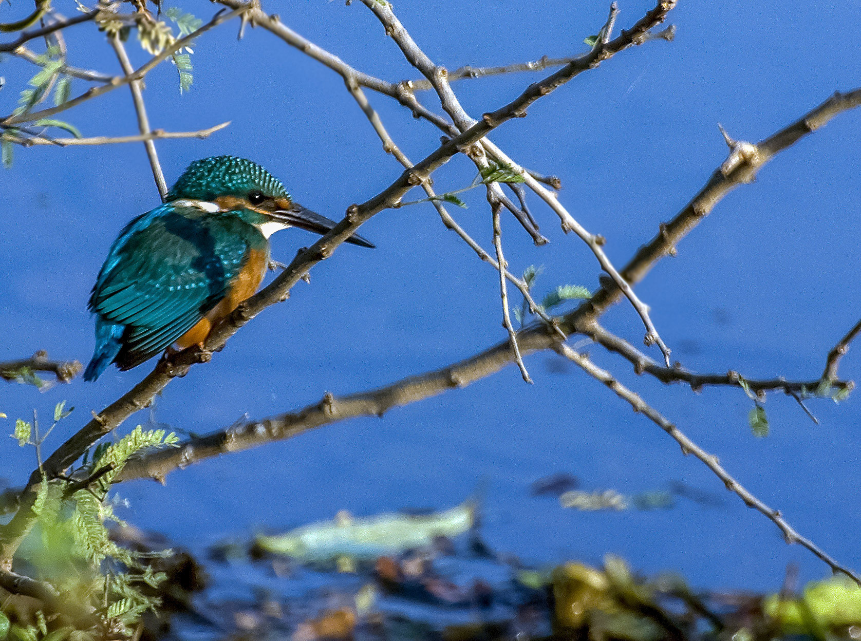 Kingfisher - Rathnambore