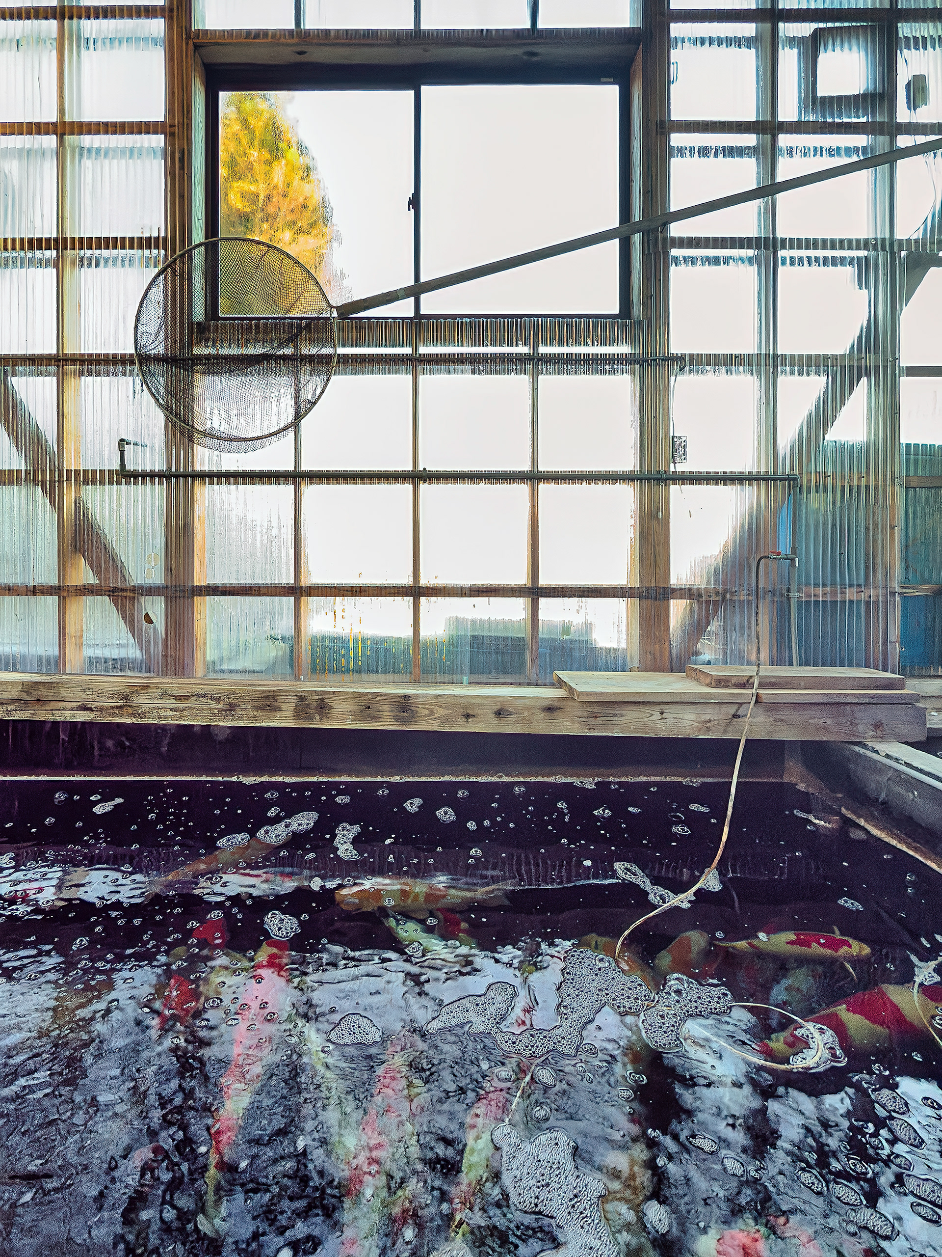 Marushin Koi Farm small indoor pond