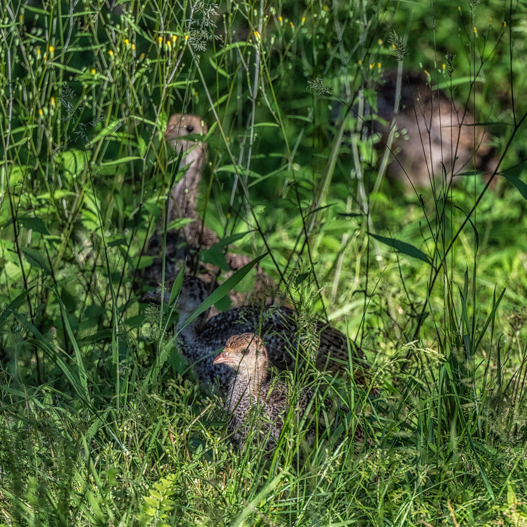 Young turkey feeding in the summer grasses