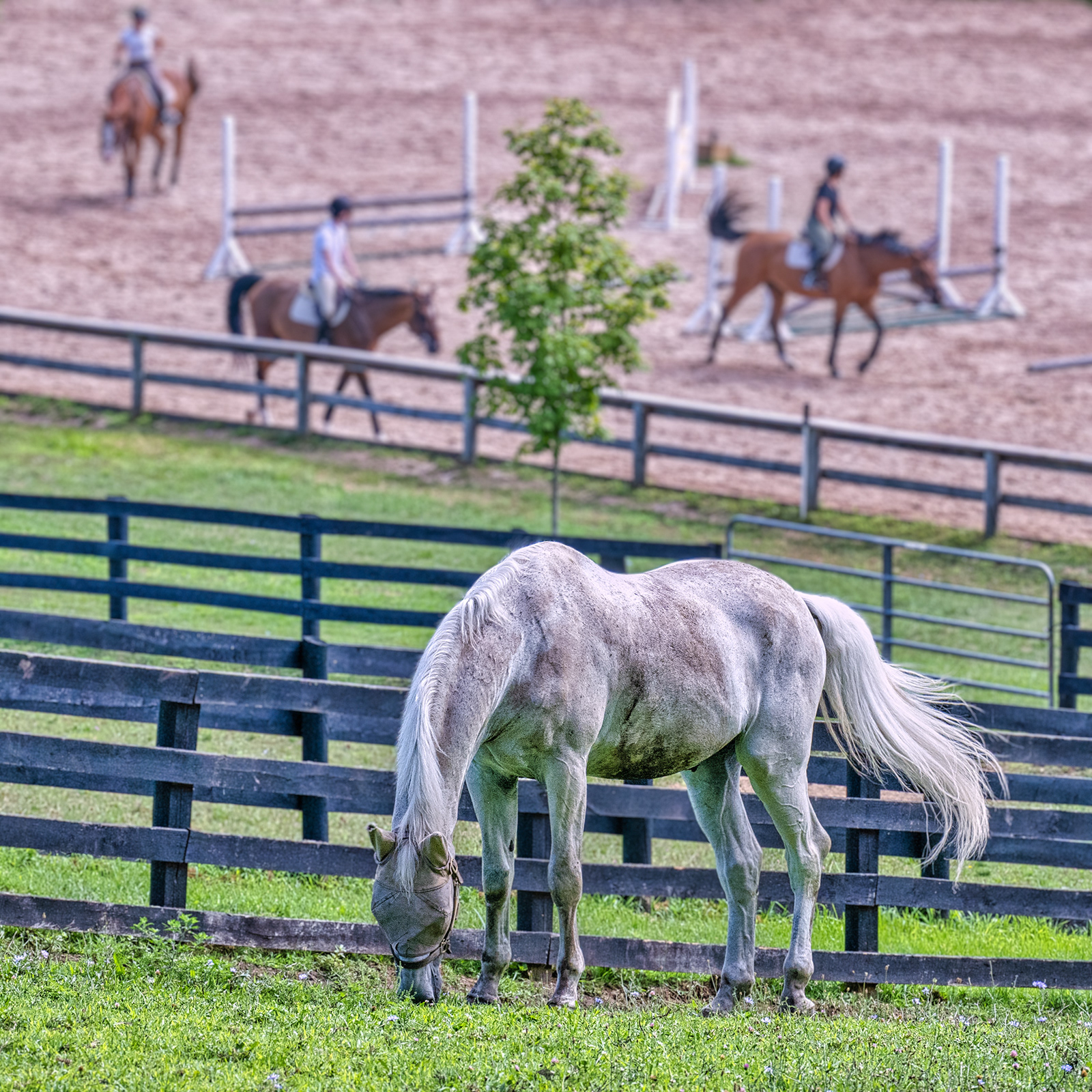 Sunnyfield Farm equestrian Center.