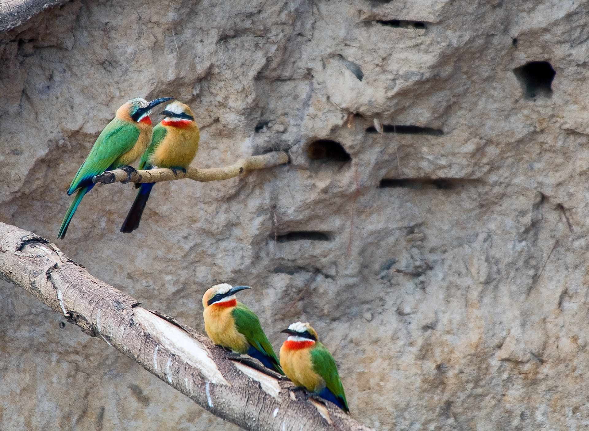 Flying friends of the Zambezi