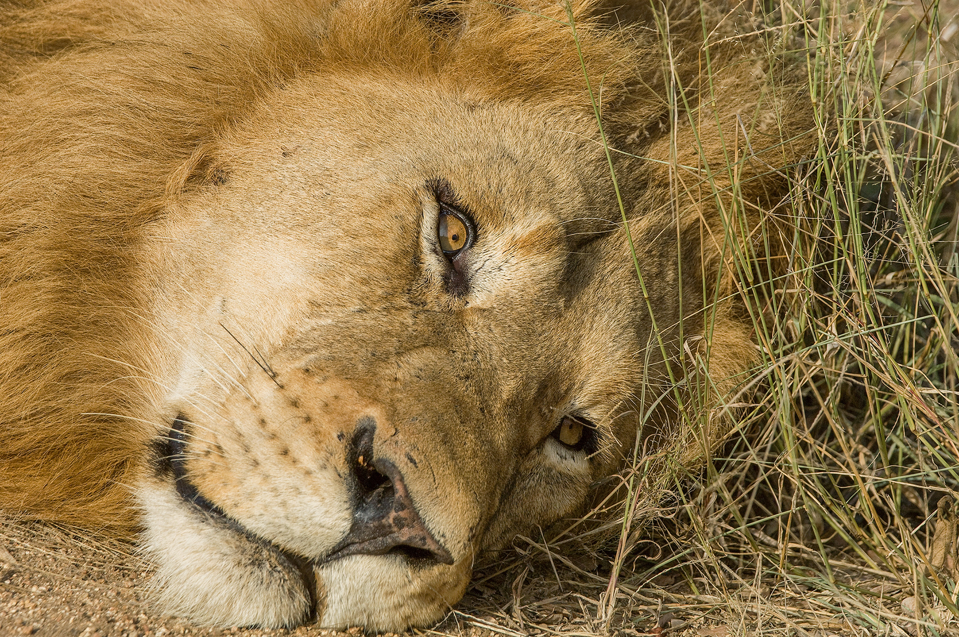 Even big cats need a break in the sun