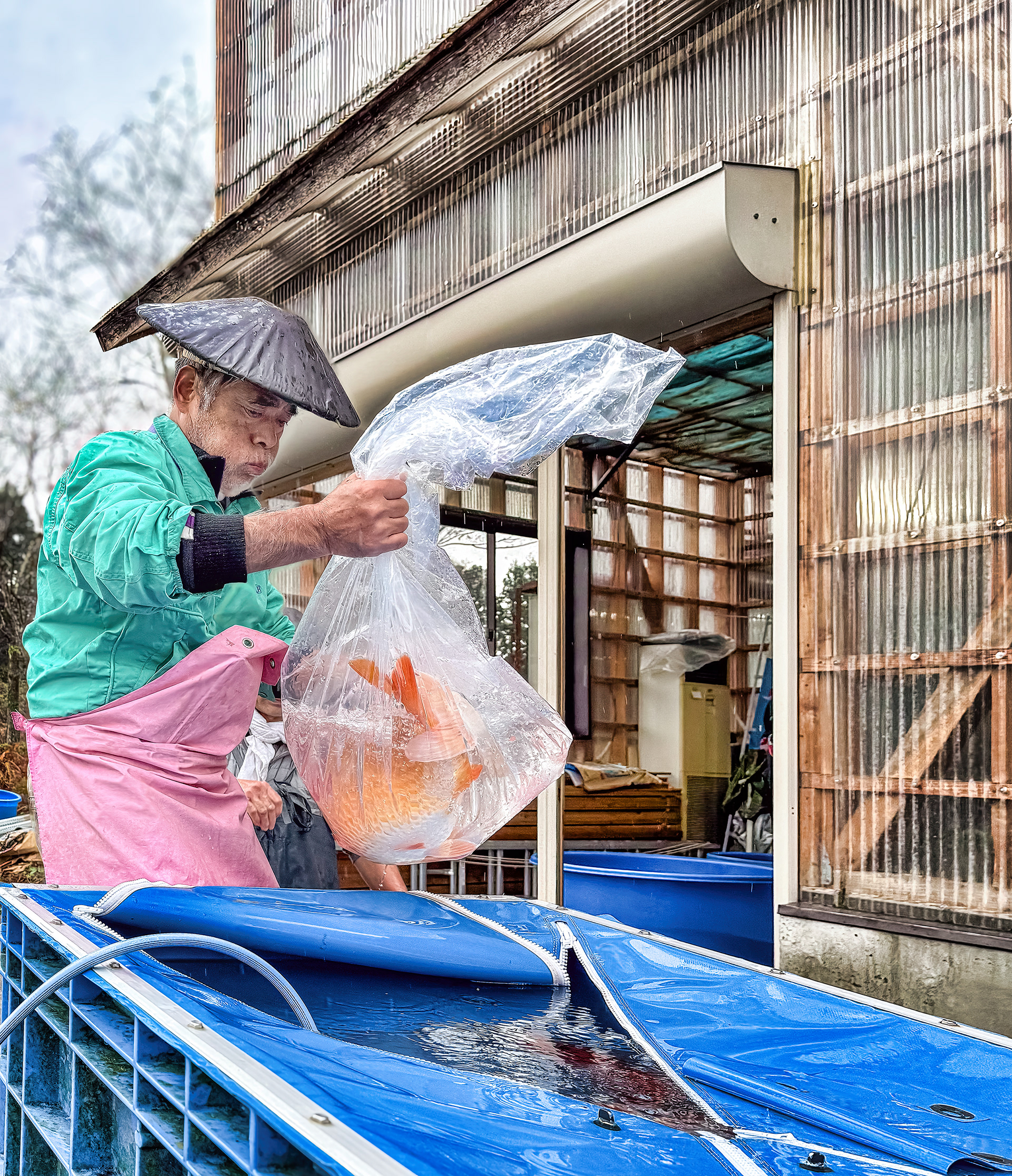 Sold Koi move to transport tanks that are then reboxed and shipped to America