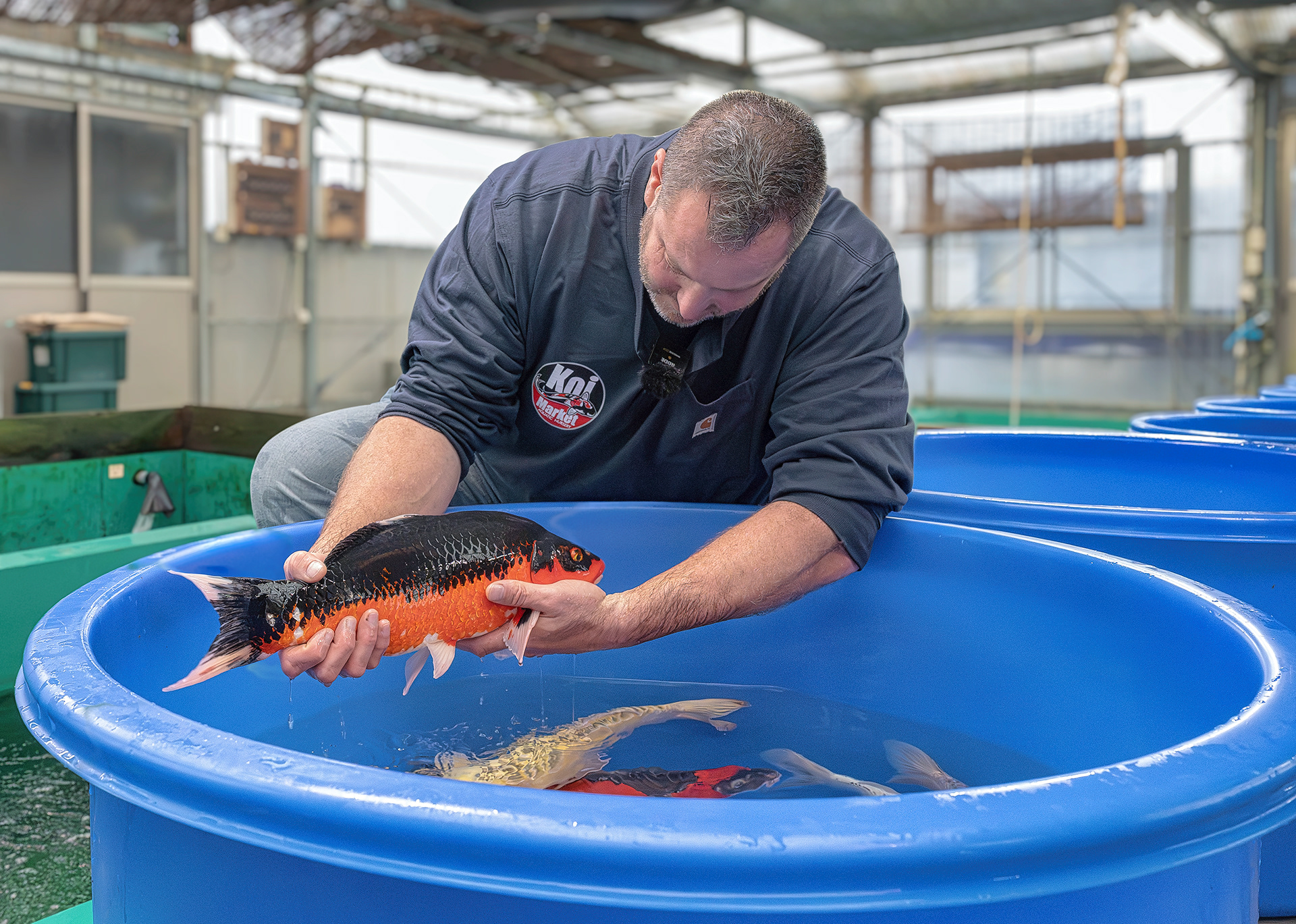 Shawn Rosen, owner, Koi Market Aquatic Gardens inspecting fish