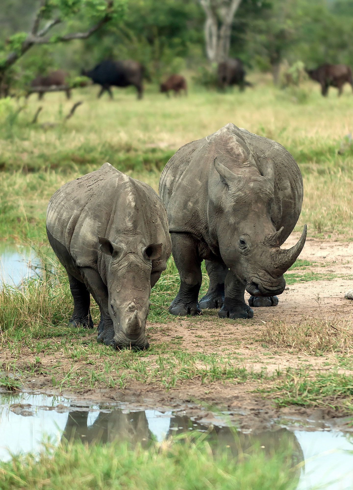 Okavango Delta watering hole