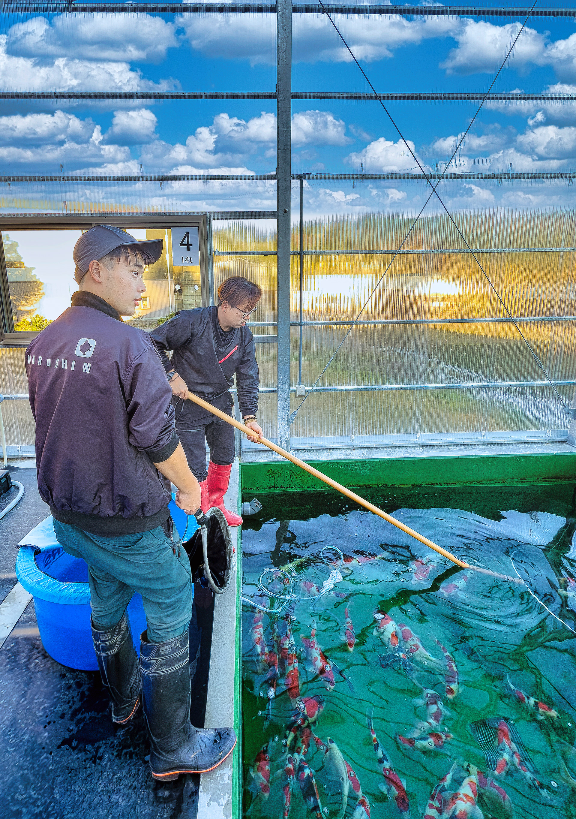 Mitsuhiro Tanaka netting koi for a client