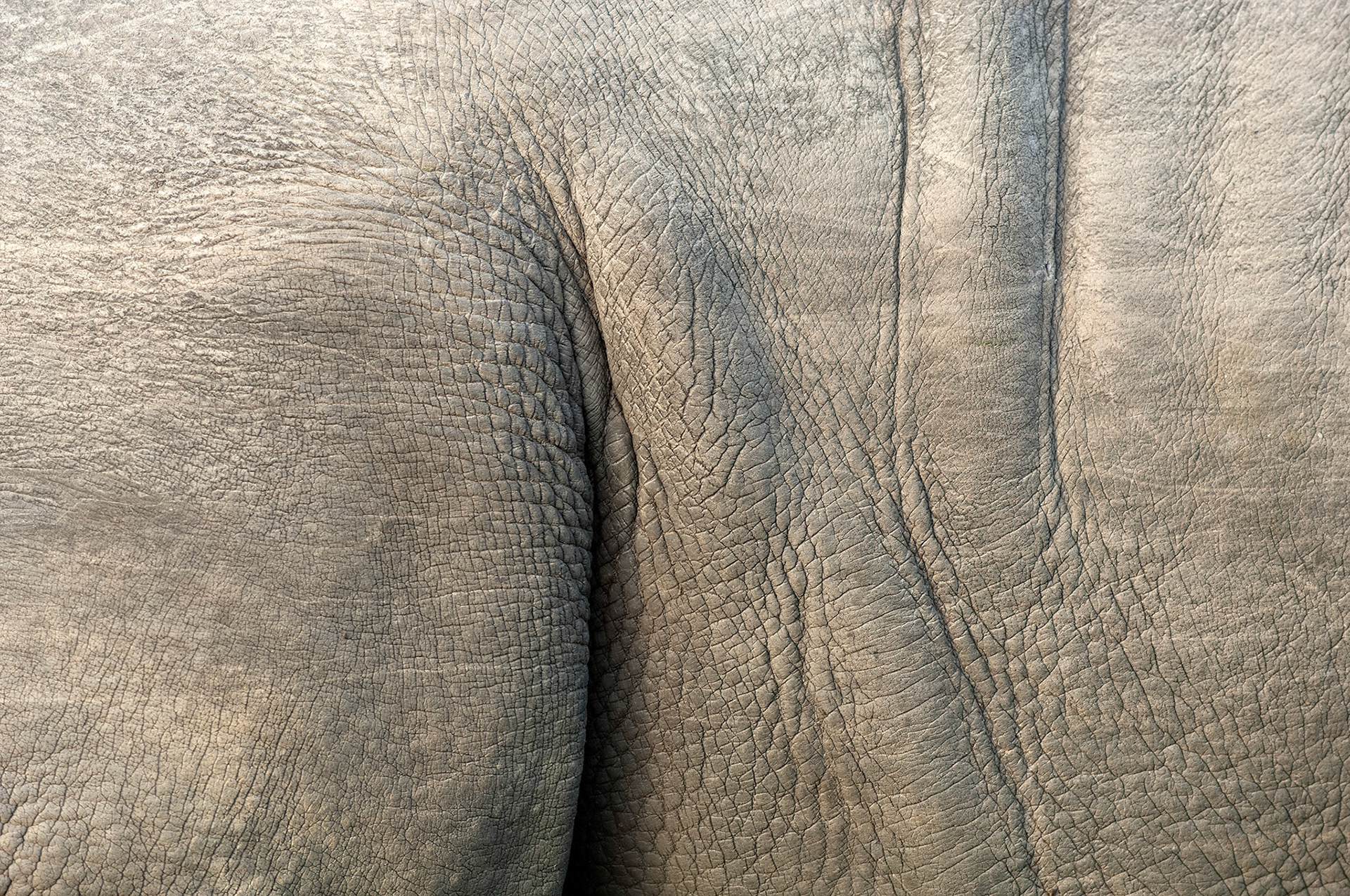 Hip joint of a Rhino