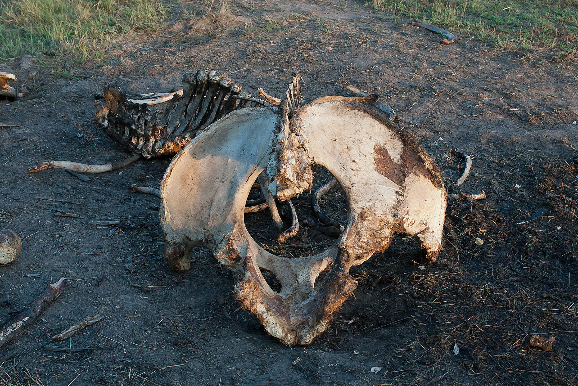 Death of a species by poaching