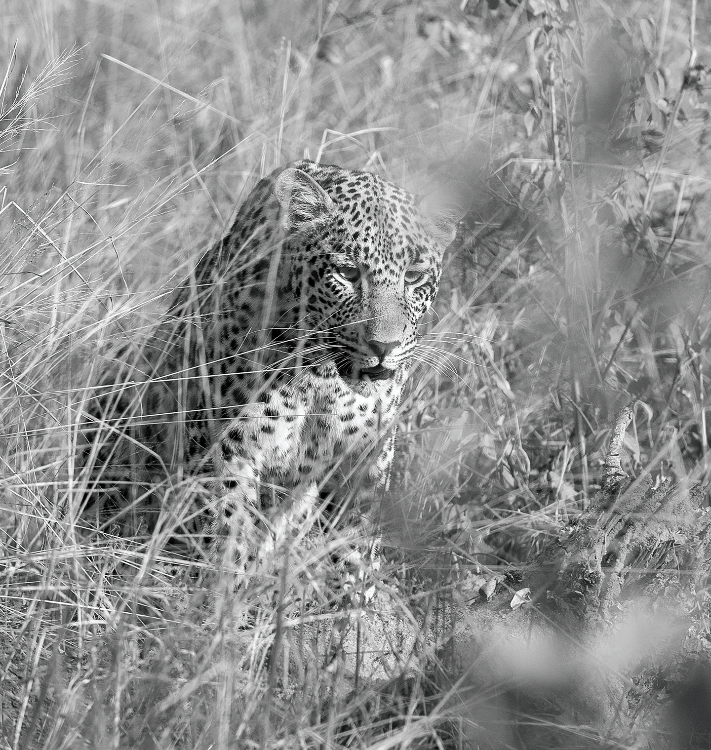 Leopard watches a fresh kill for signs of life