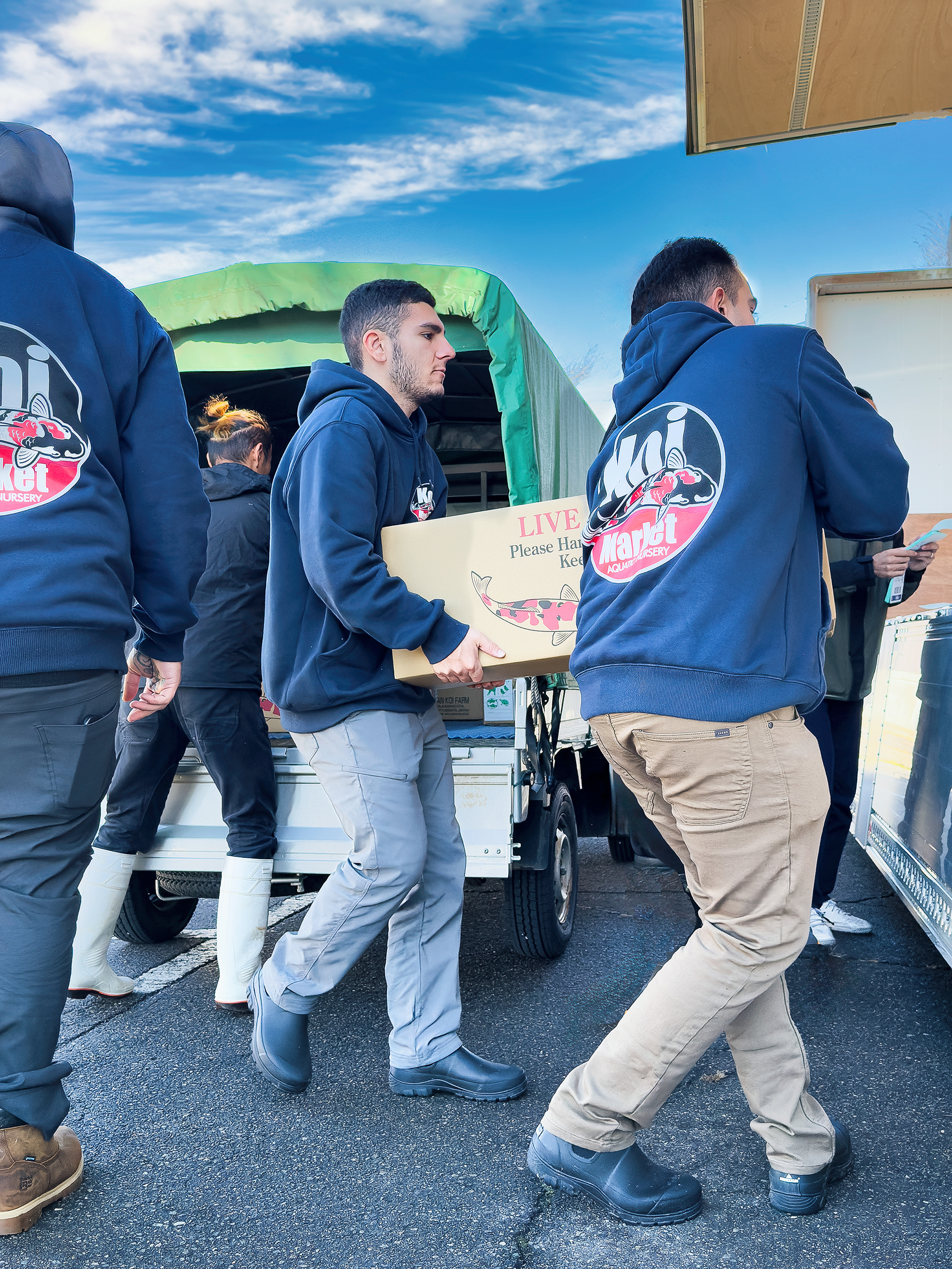Loading Koi from all the breeders onto a truck for transport to the airport