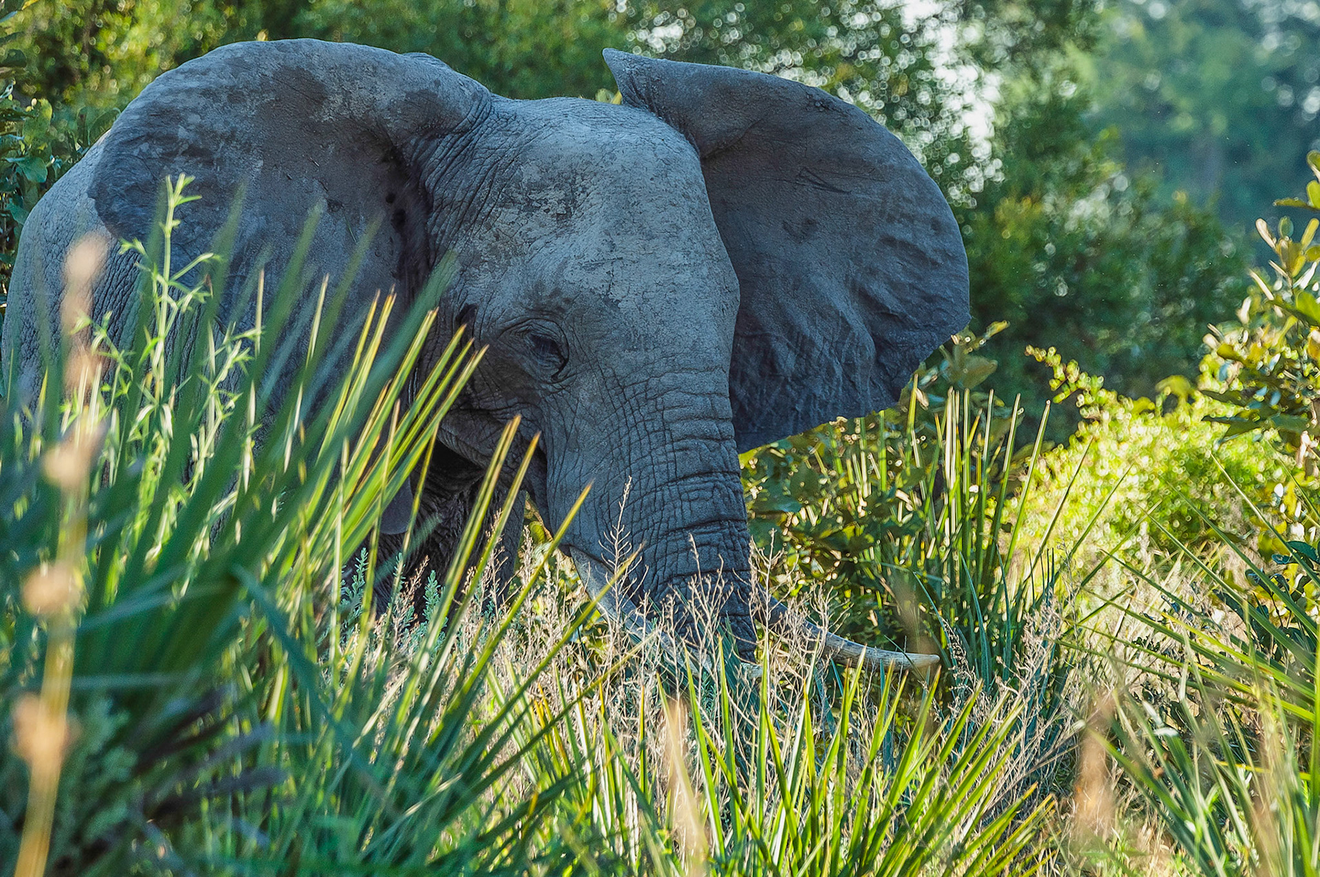The Okavango Delta where elephant appear from the trees