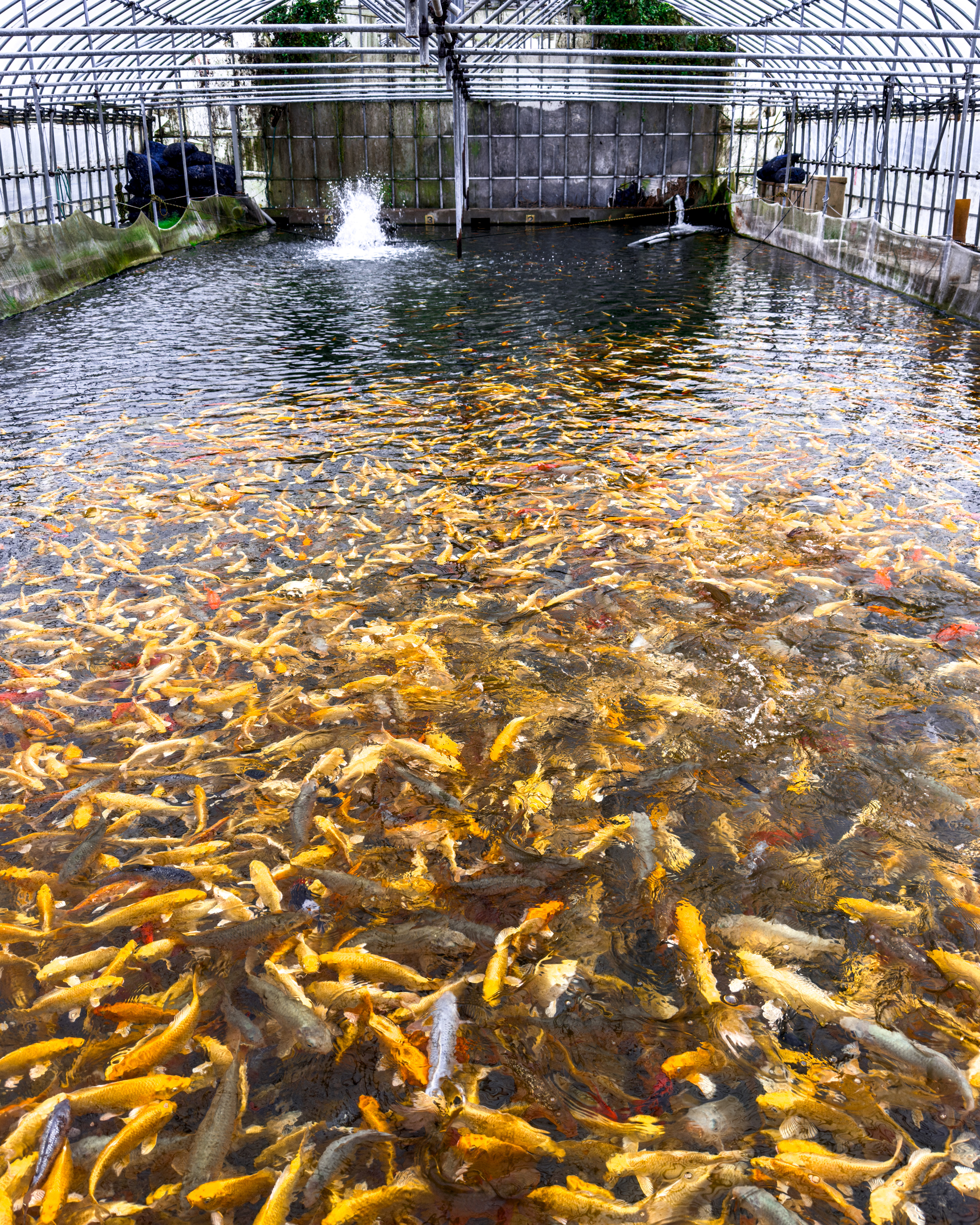Marusei Koi Farm Ponds
