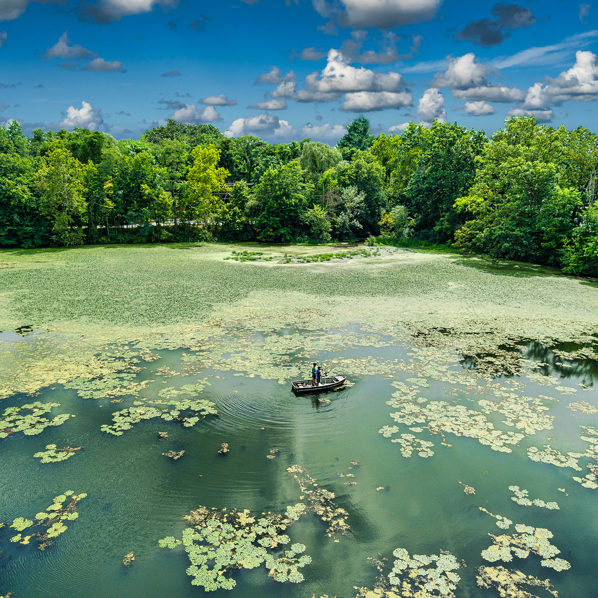Lilly pads opposite Katonah train station.