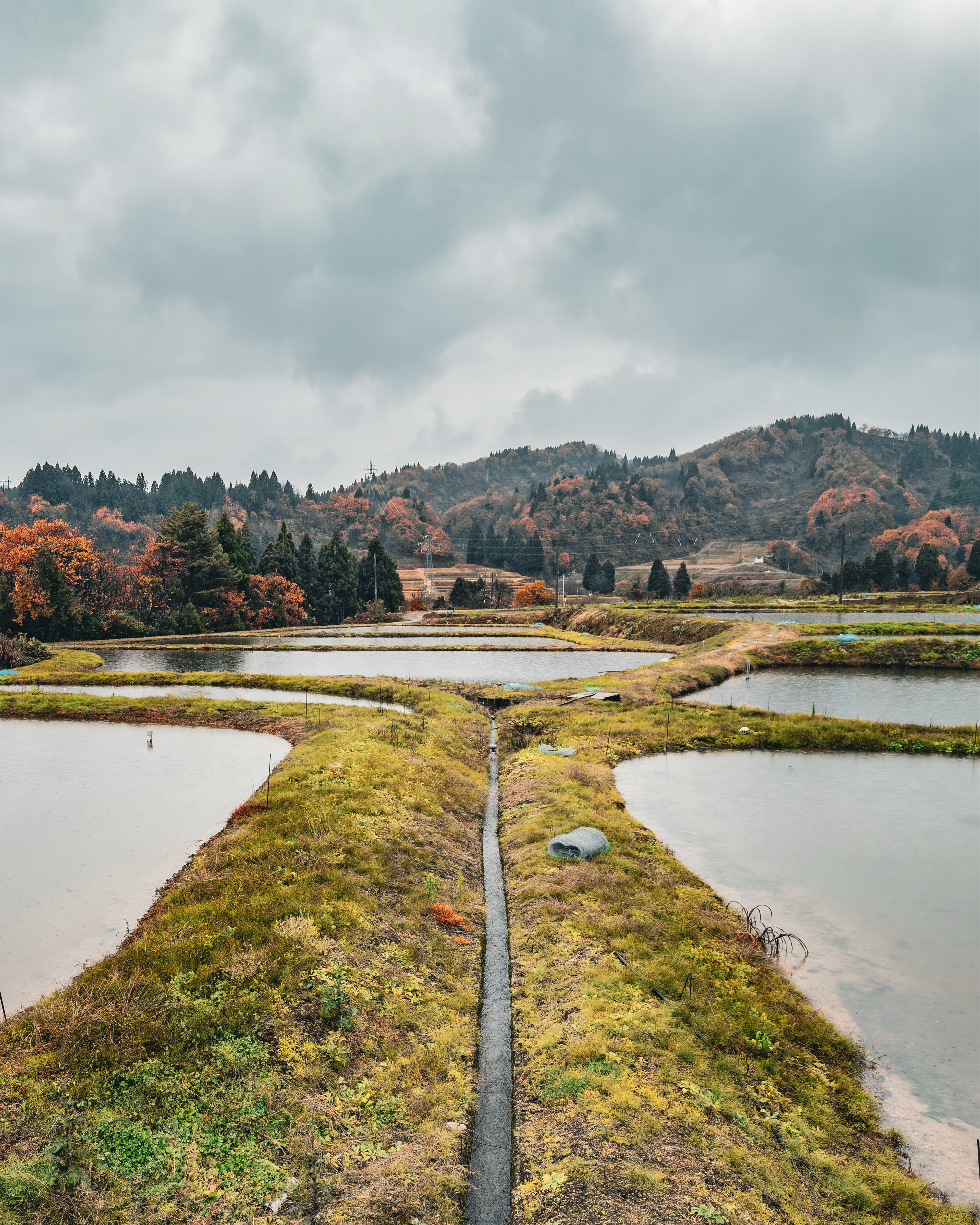 Outdoor ponds at Marusei Koi Farm
