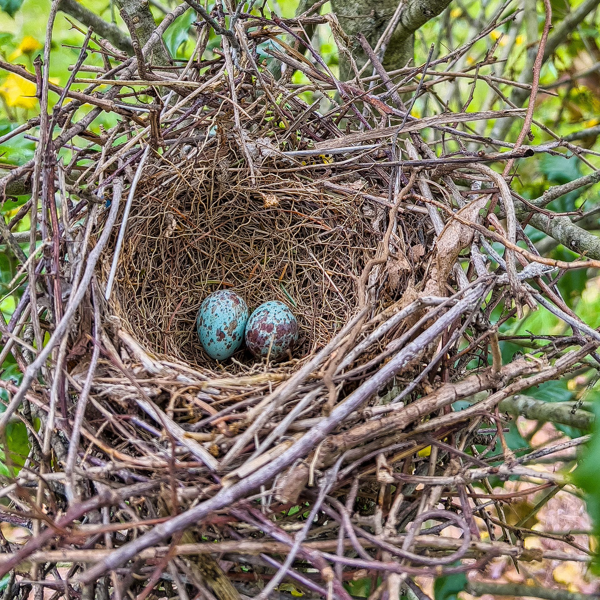 Wildlife is plentiful 