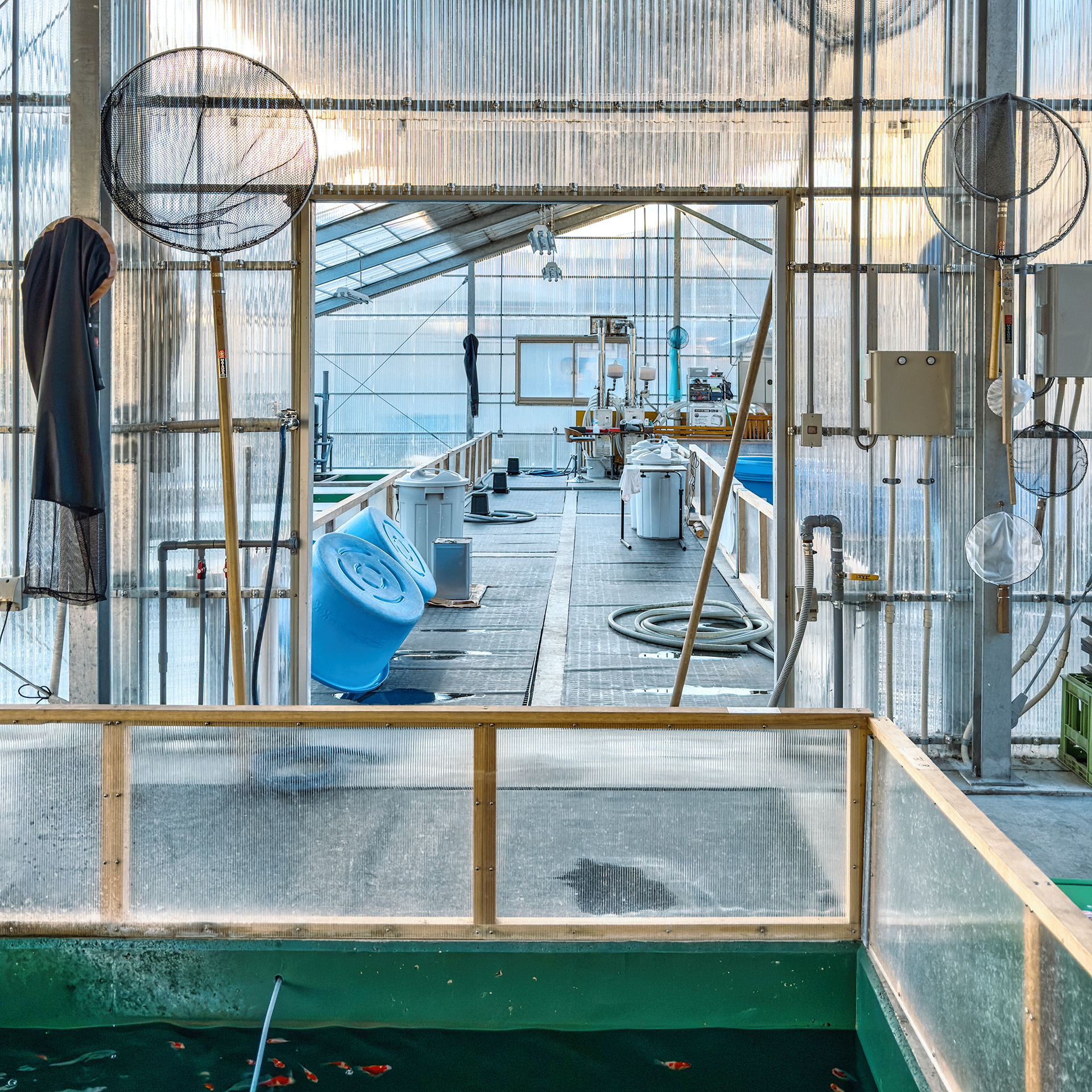 Marushink Koi Farm is a very pristine facility