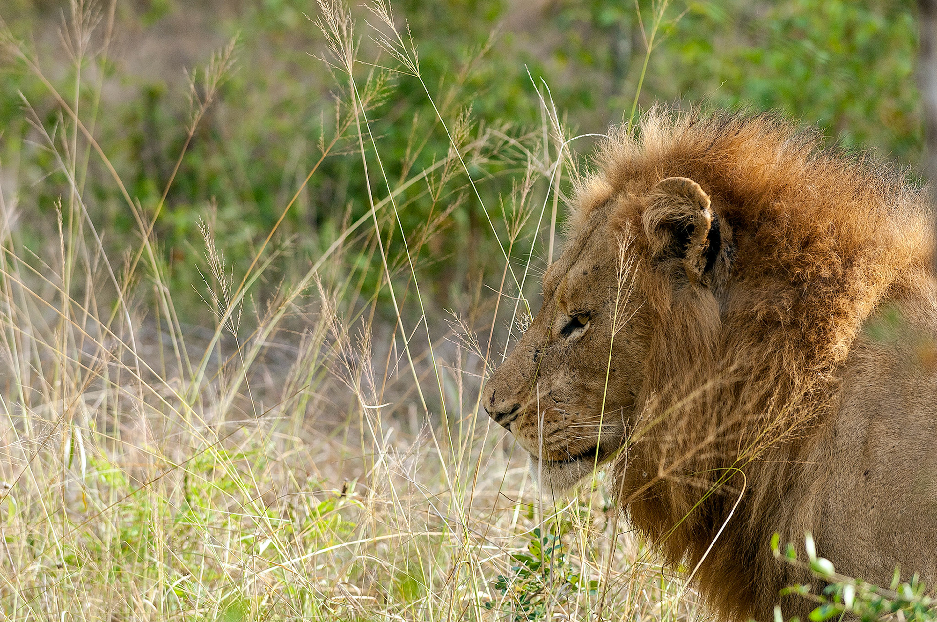 Big lion hold still so to not make a sound