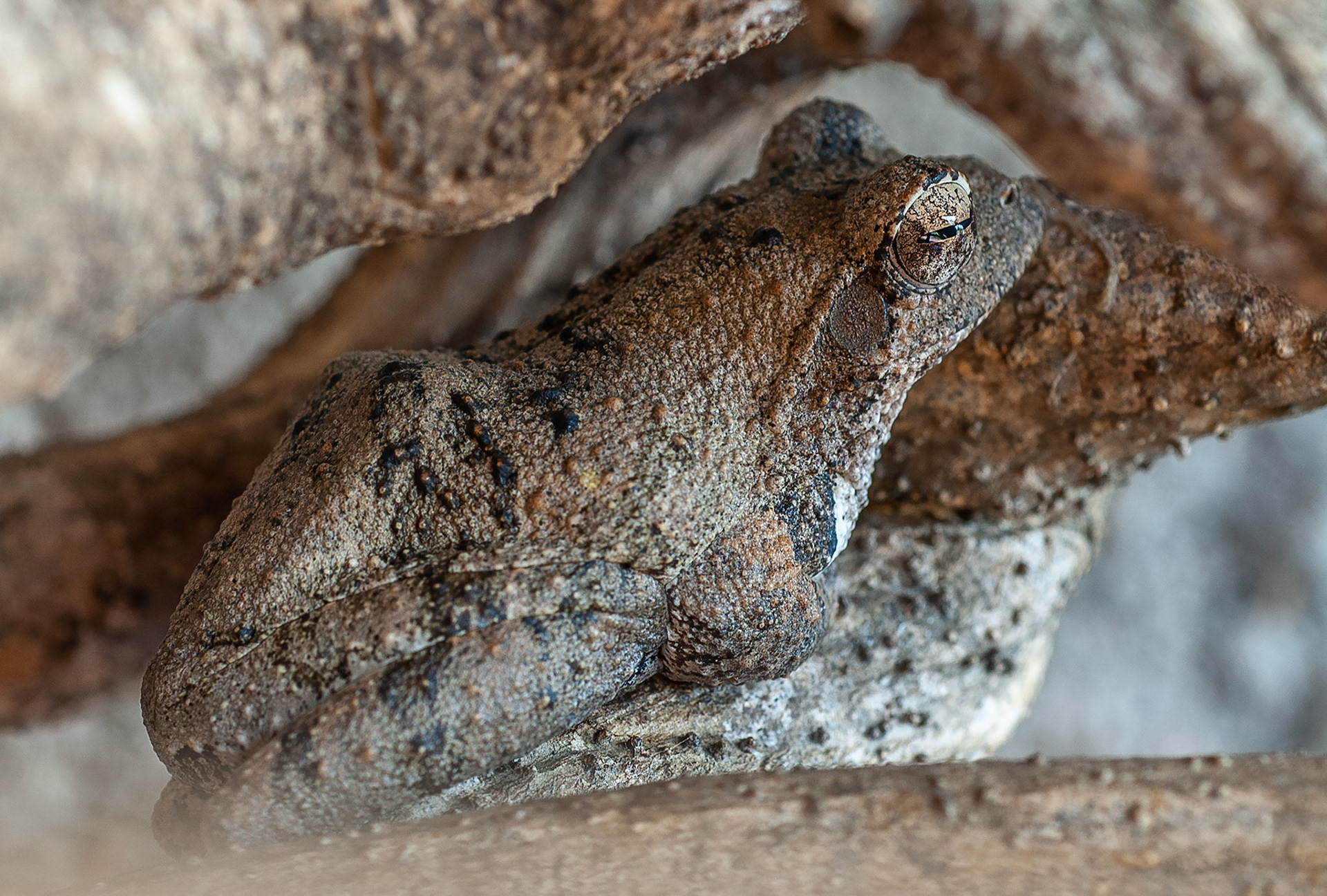 Tree frog, Kruger National Park