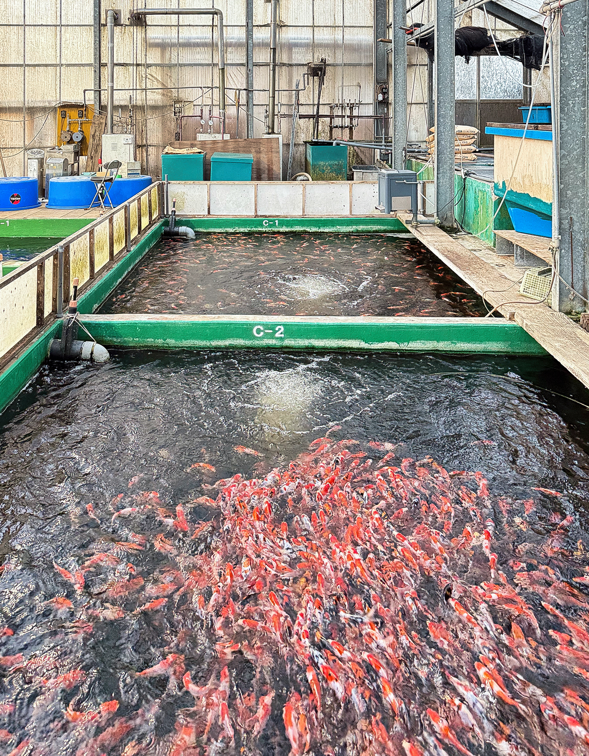 Shinoda Koi Farm indoor pond