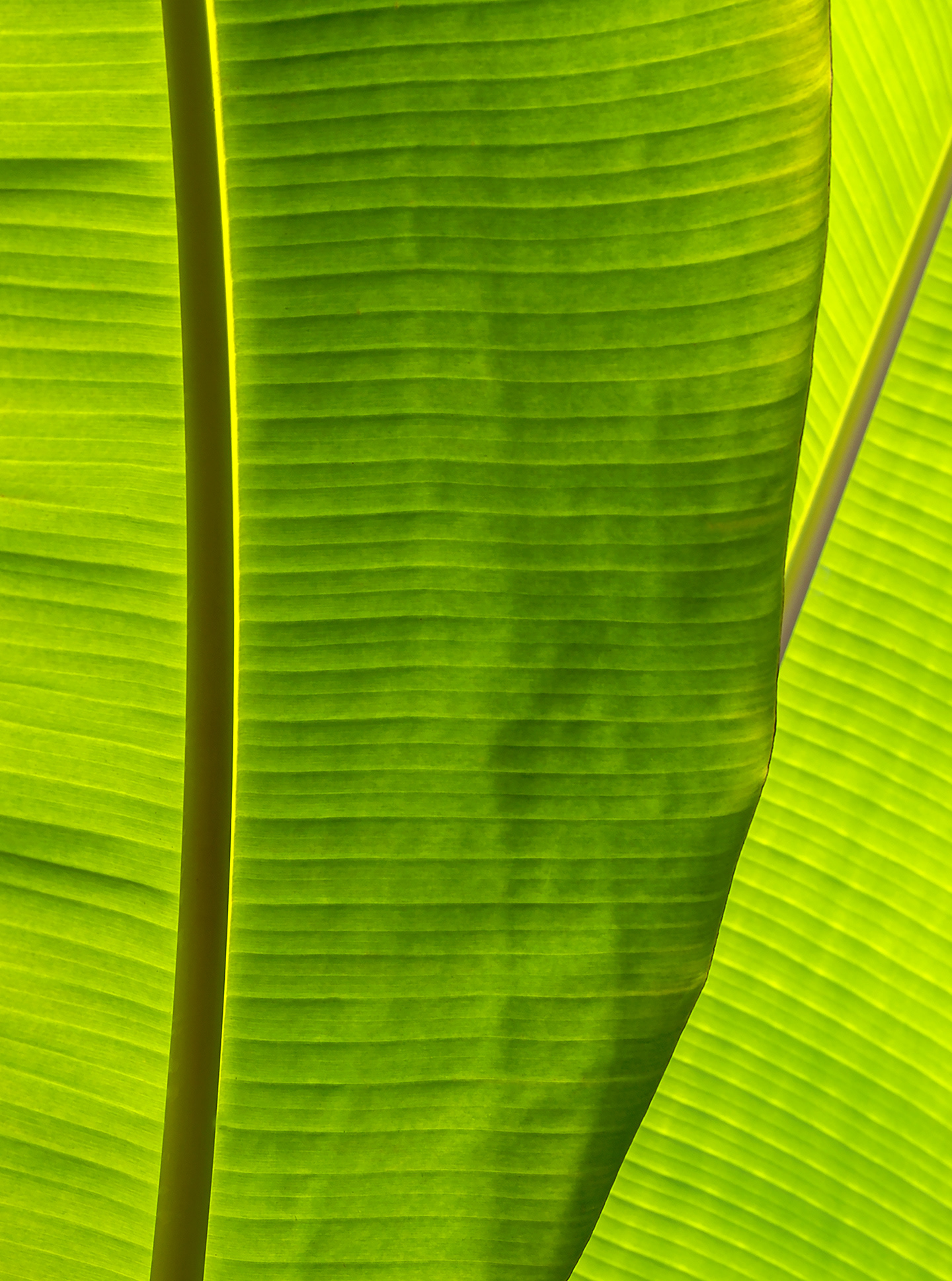 Green is healthy climate