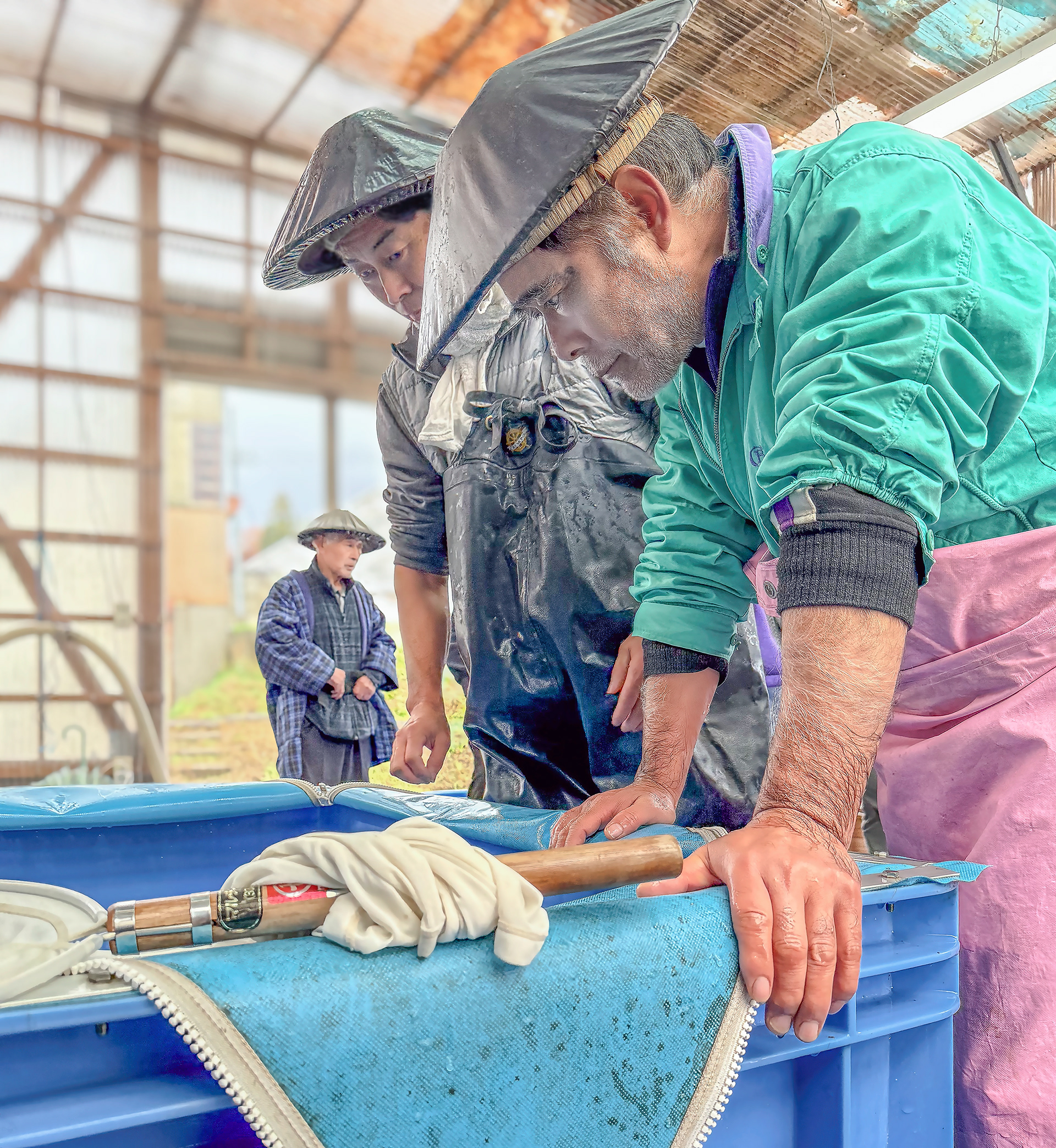 Watching the koi never ends