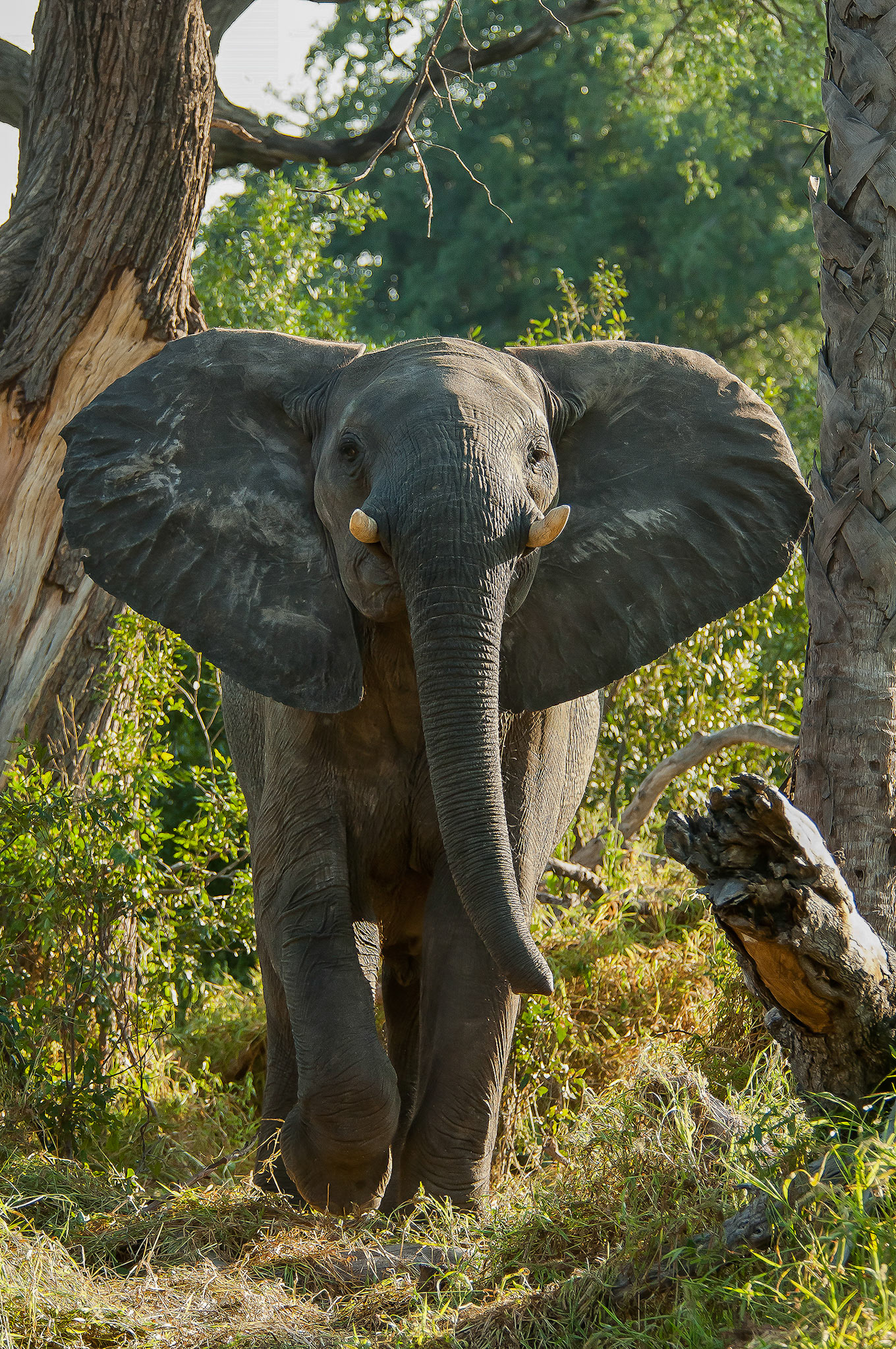 Charging elephant in the Okavanga Delta, Botswana Africa.
