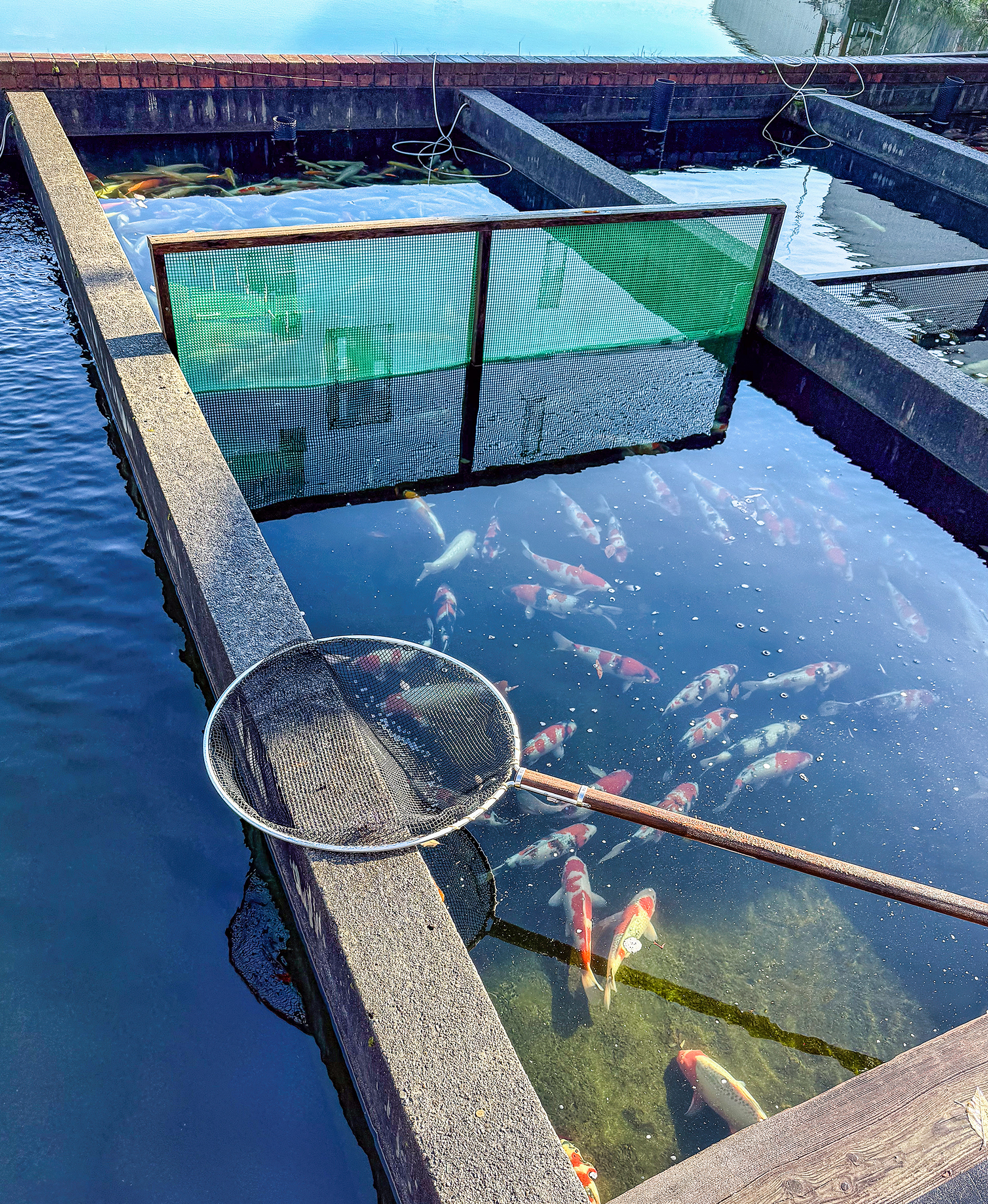 Suda Kai Koi Farm holding ponds