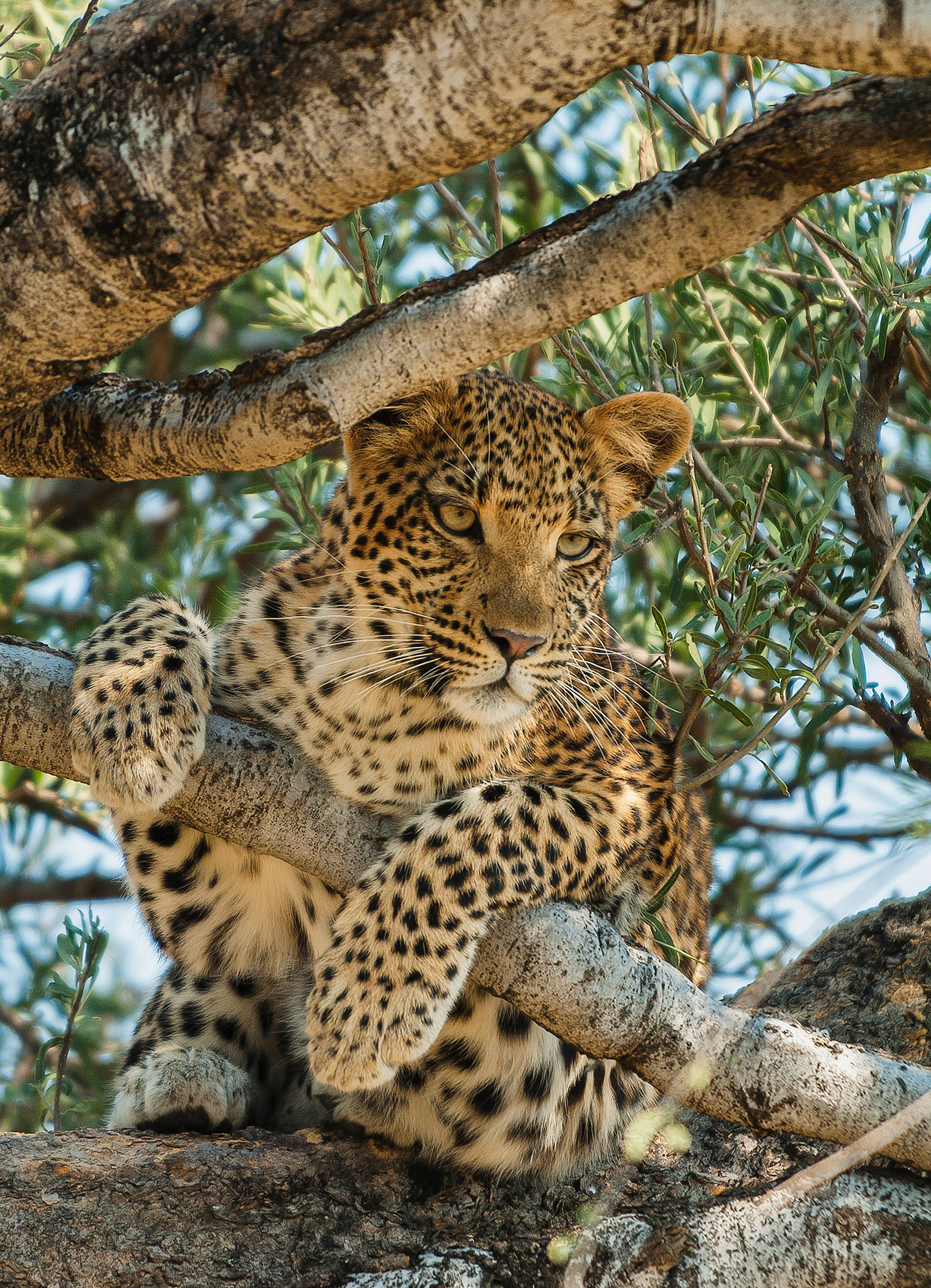 Leopard Cub keeps an eye out.