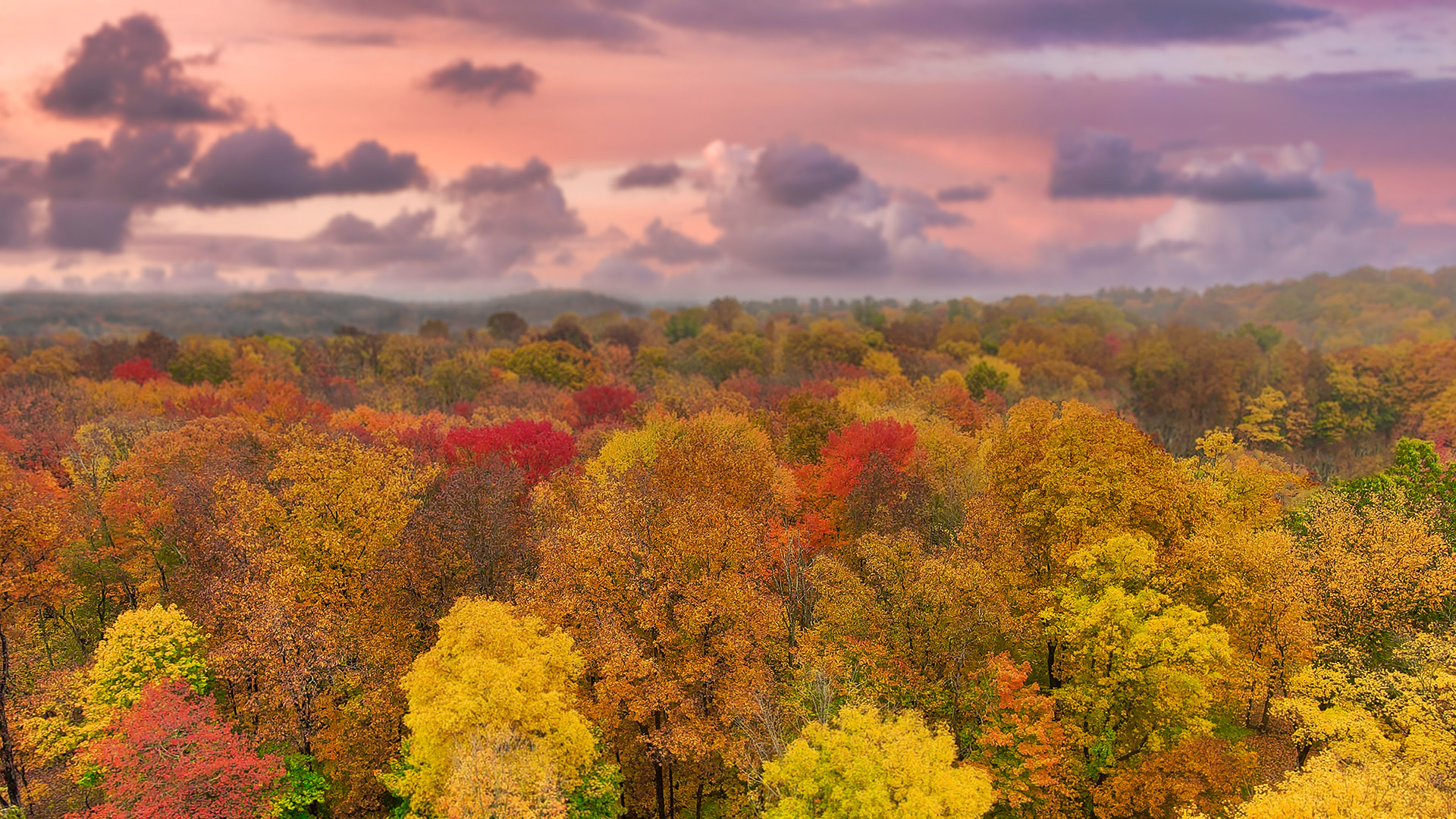 Forests of Bedford Ny in fall colors