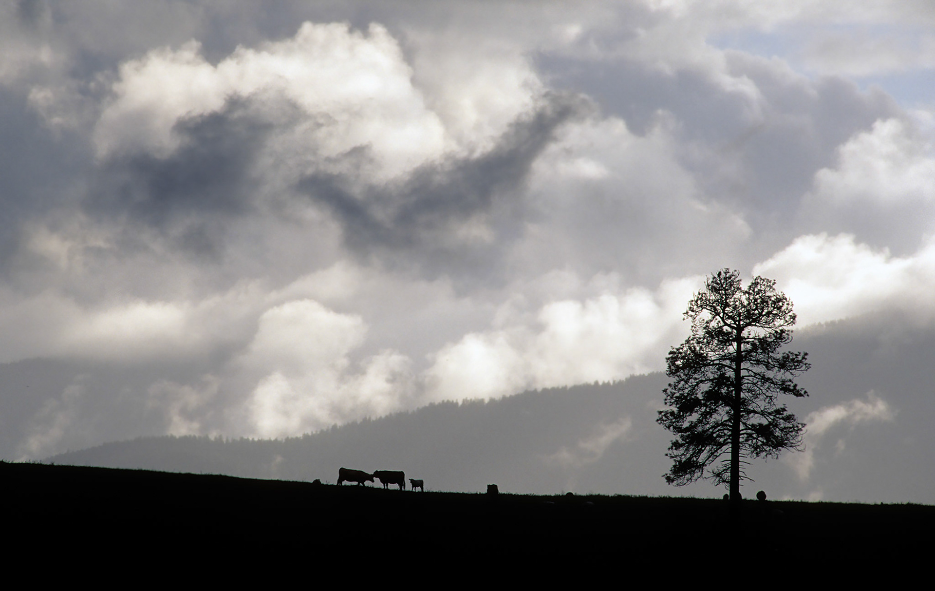 Storm over the high mountains of Montana's section of the Rocky Mountain chain capture's cattle with their calves on a hillside with a nearby tree no place to hide under.
