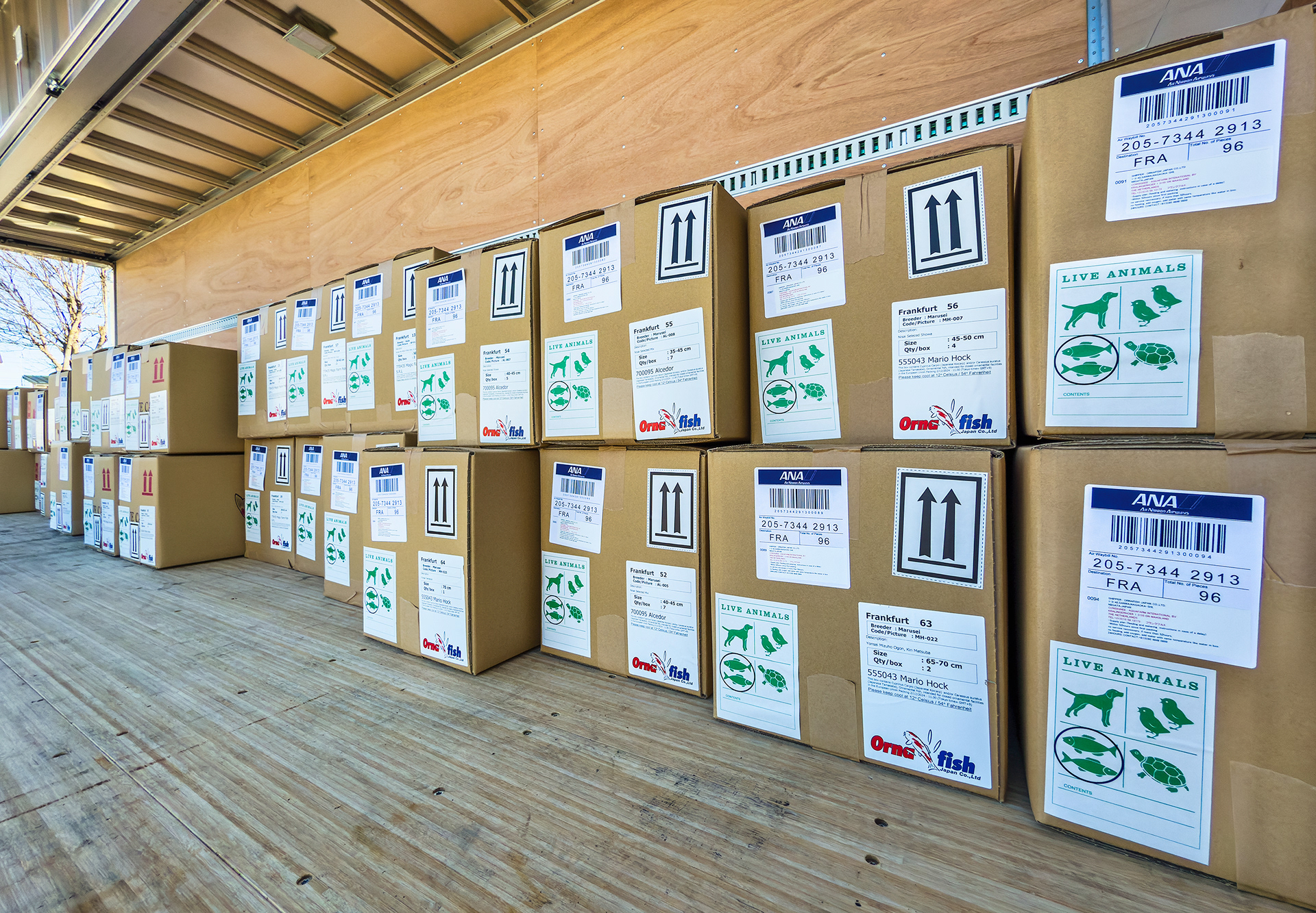 Koi all loaded and ready to go.