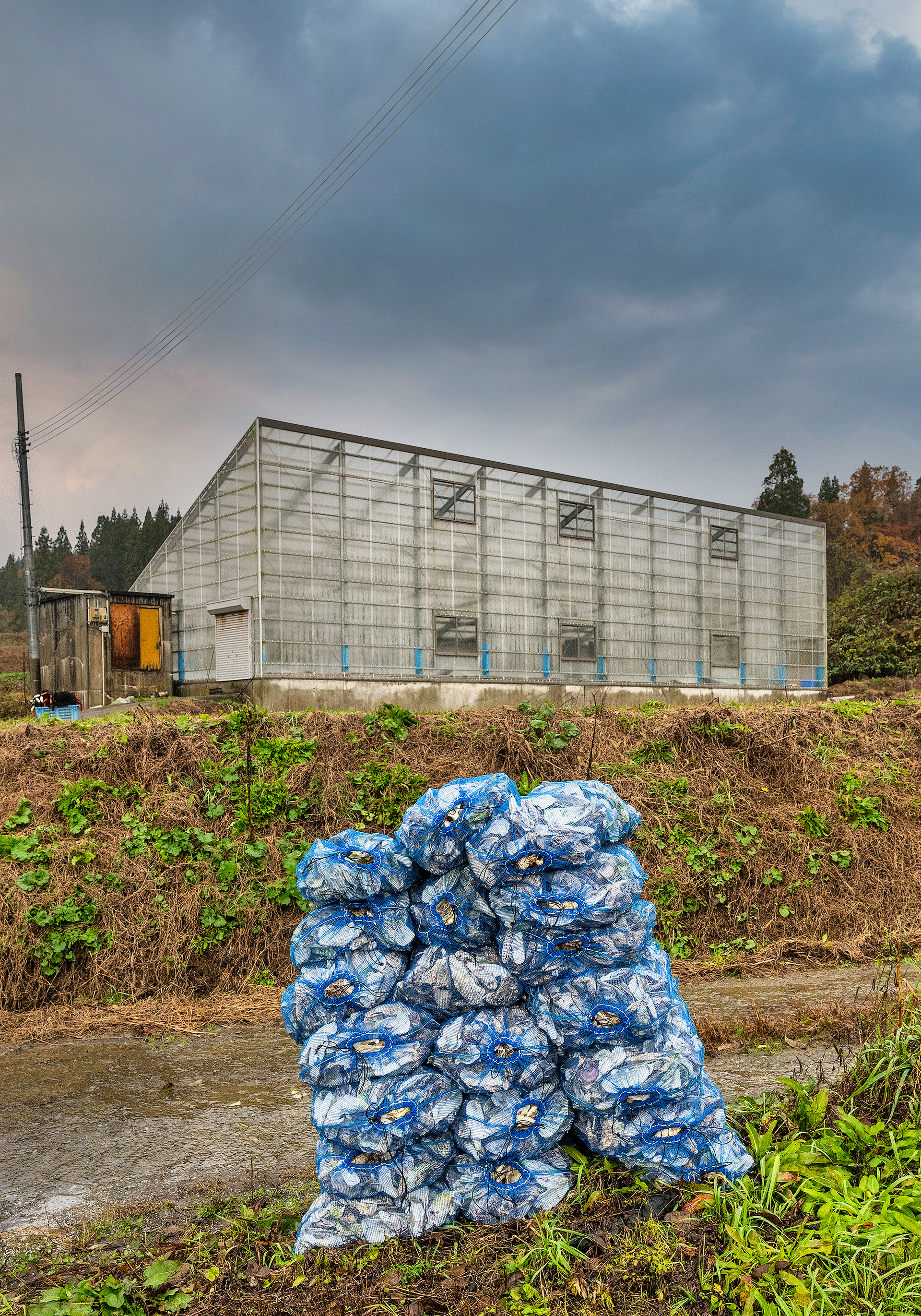 Fukusawa uses oyster shells to help balance water quality of their koi ponds