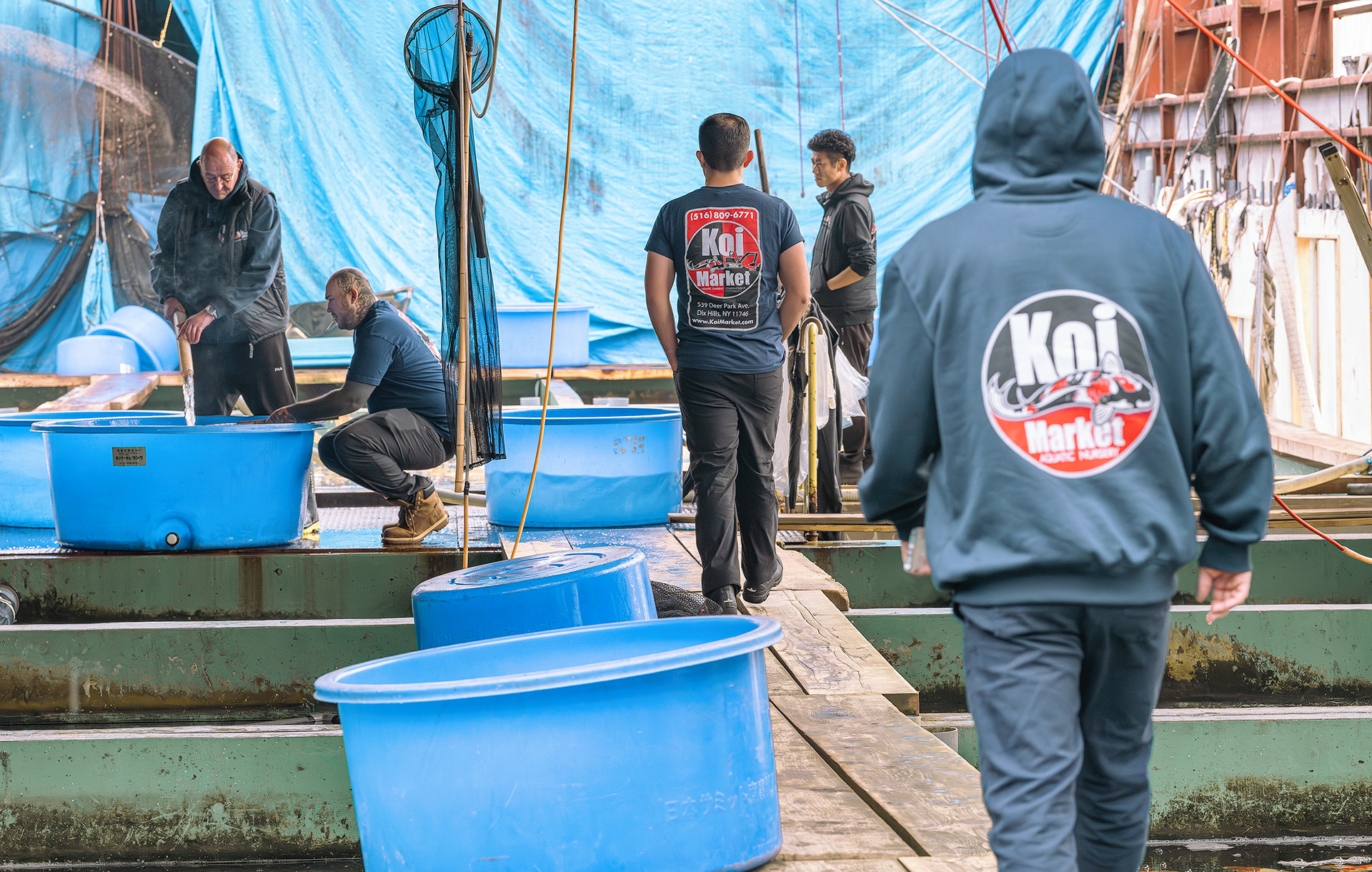 All hands on deck to prep for a live Koi Auction from Marusei Koi Farm