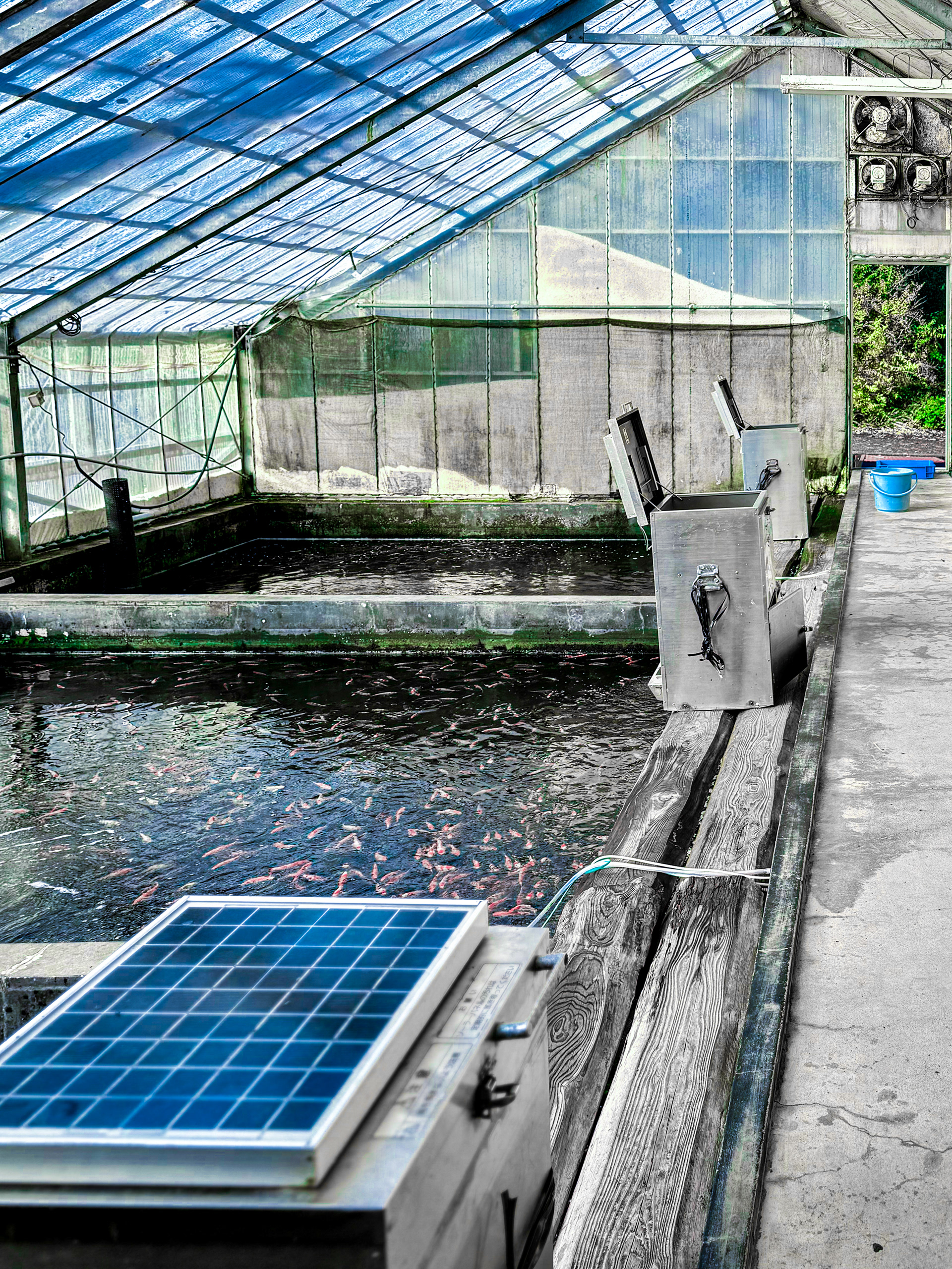 Suda Kai Koi Farm indoor ponds