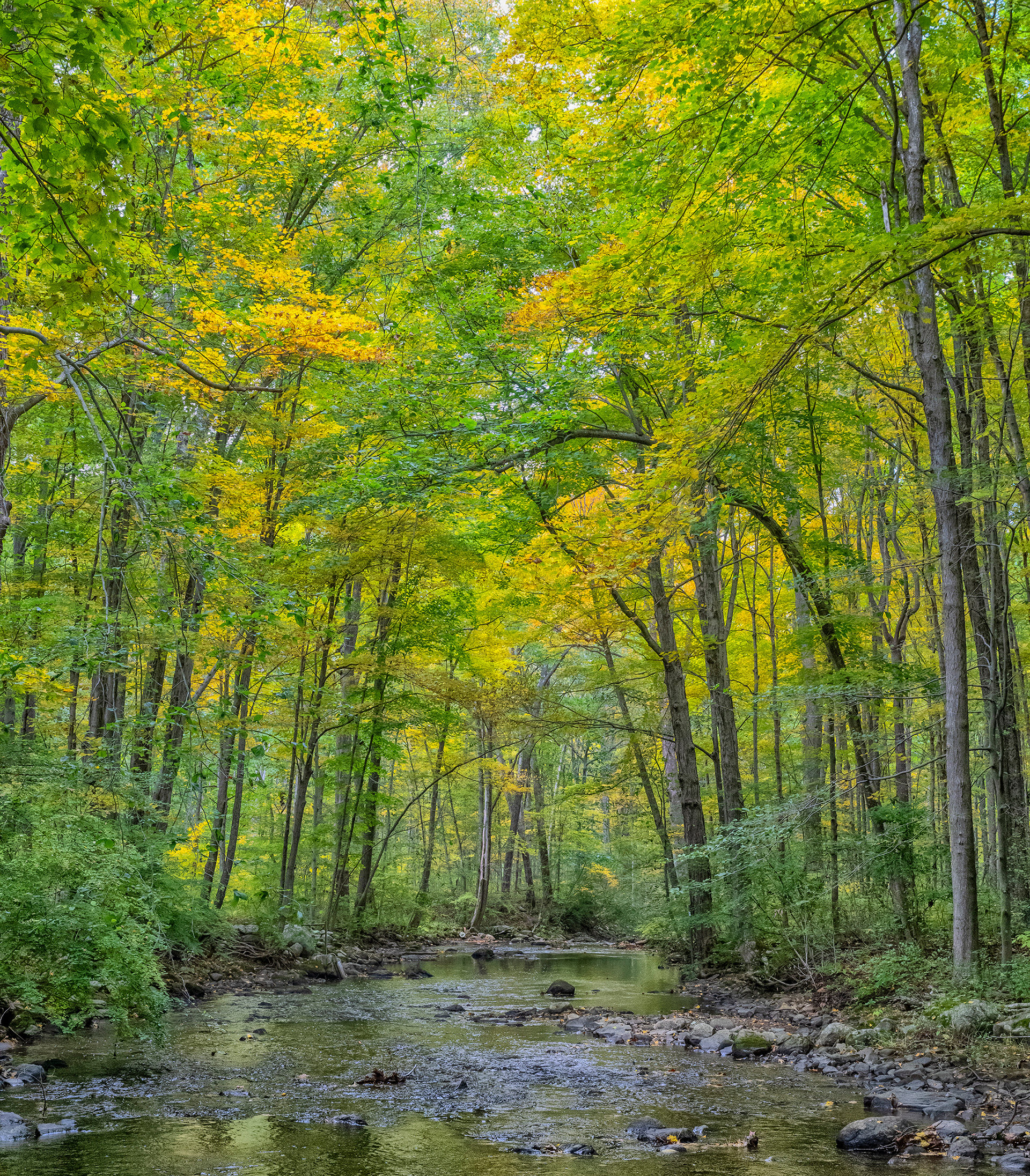 Stone Hill Creek, Bedford NY.