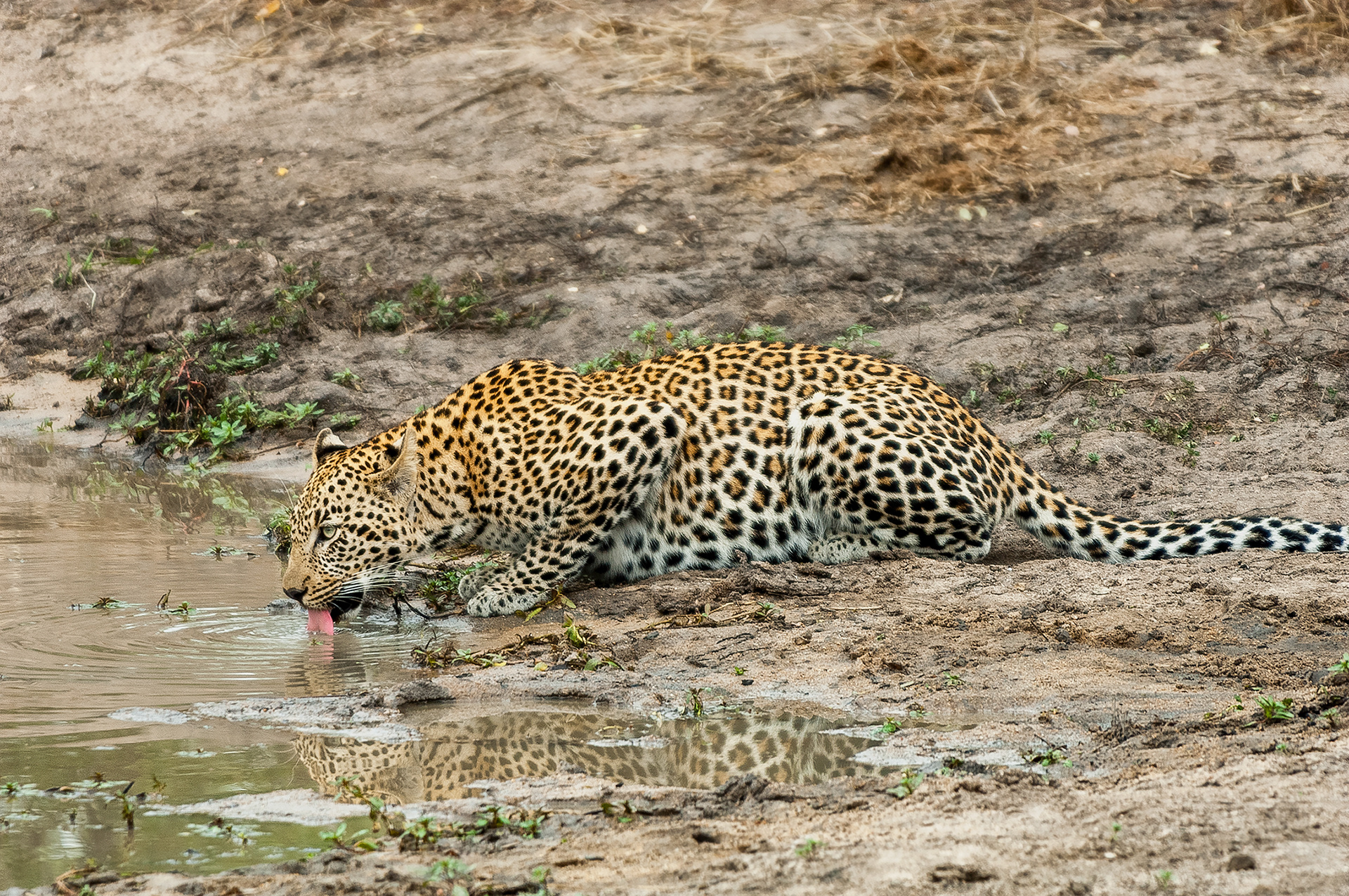 Even Leopards need a drink after eating